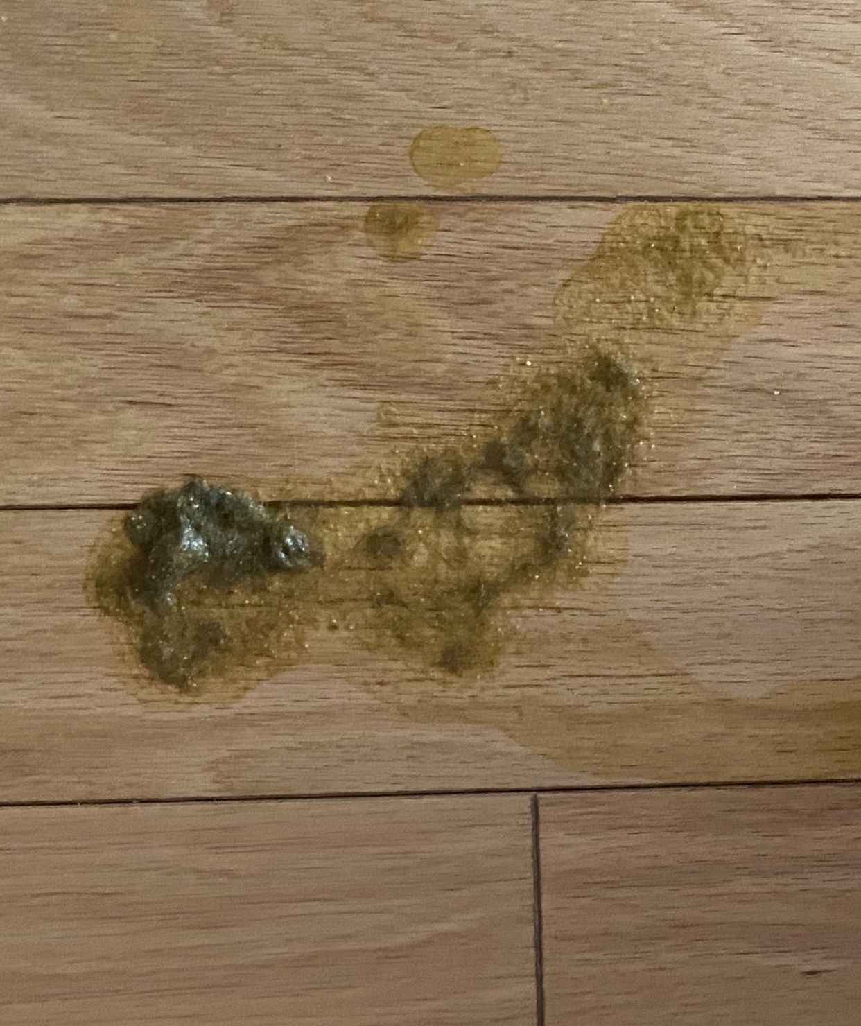 Cat threw up weird consistency, but acting fine? TheCatSite