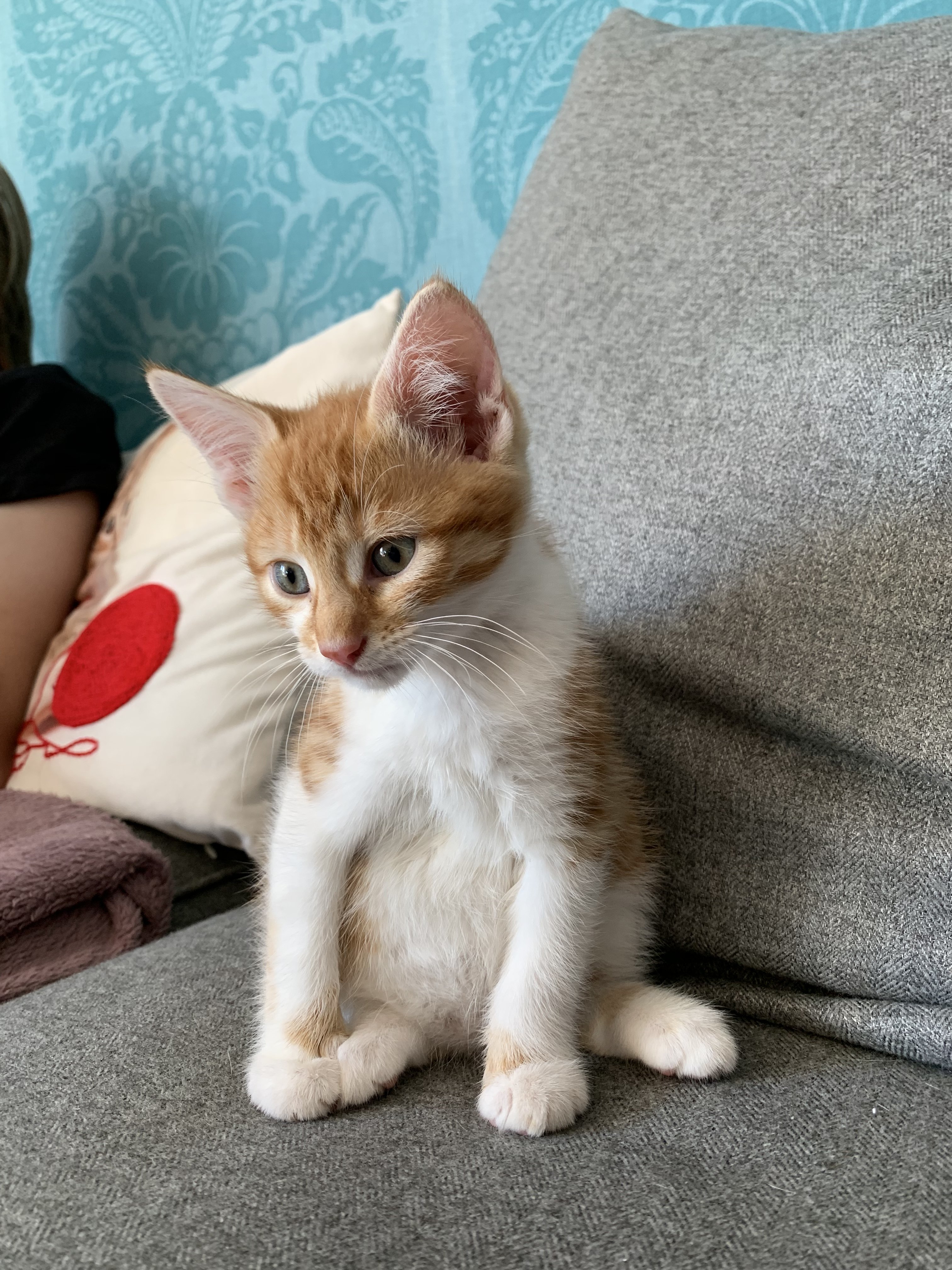 What Breed Is My New Furbaby? TheCatSite