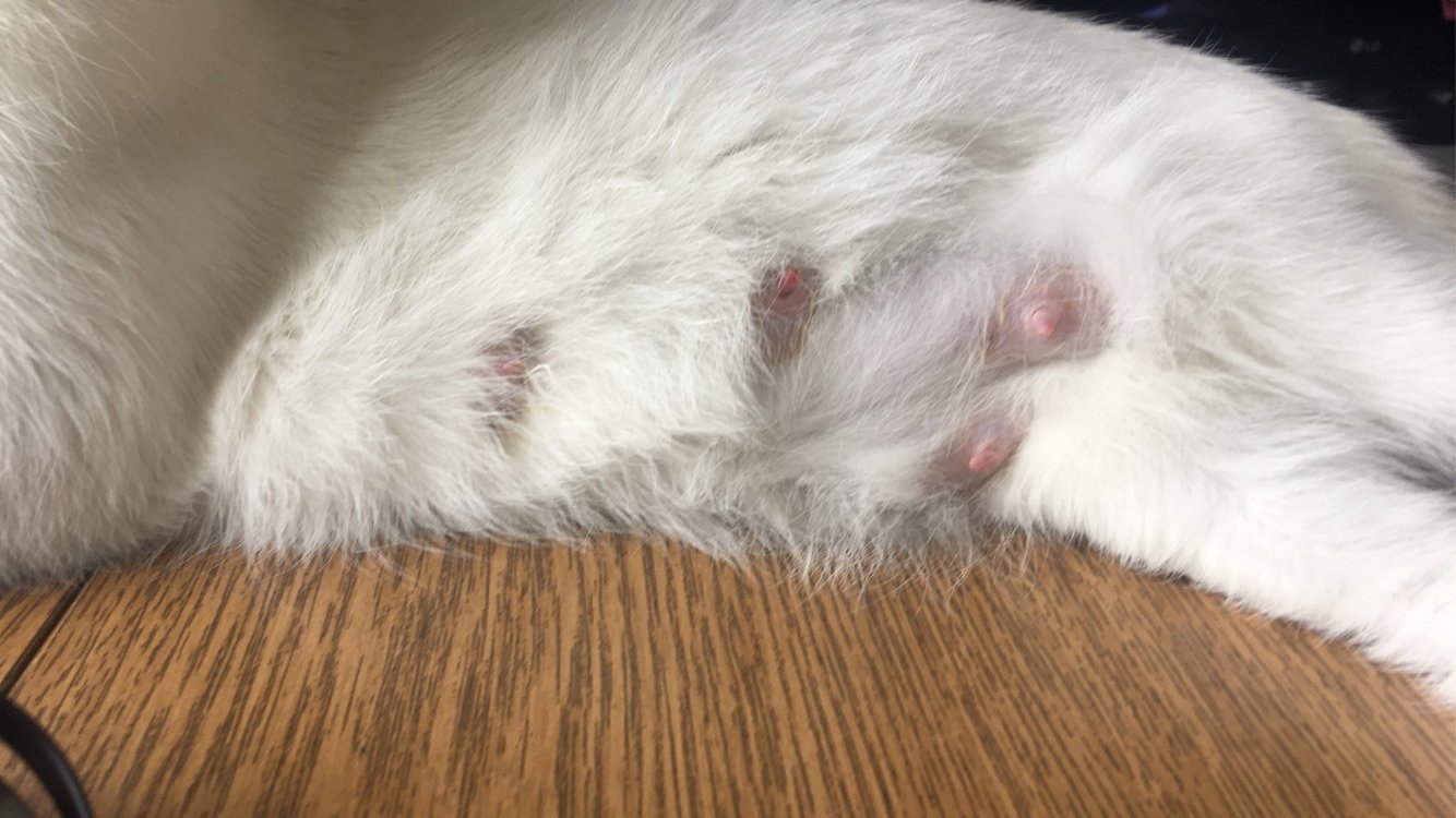 This “thing” just came out, is it her mucus plug ? TheCatSite