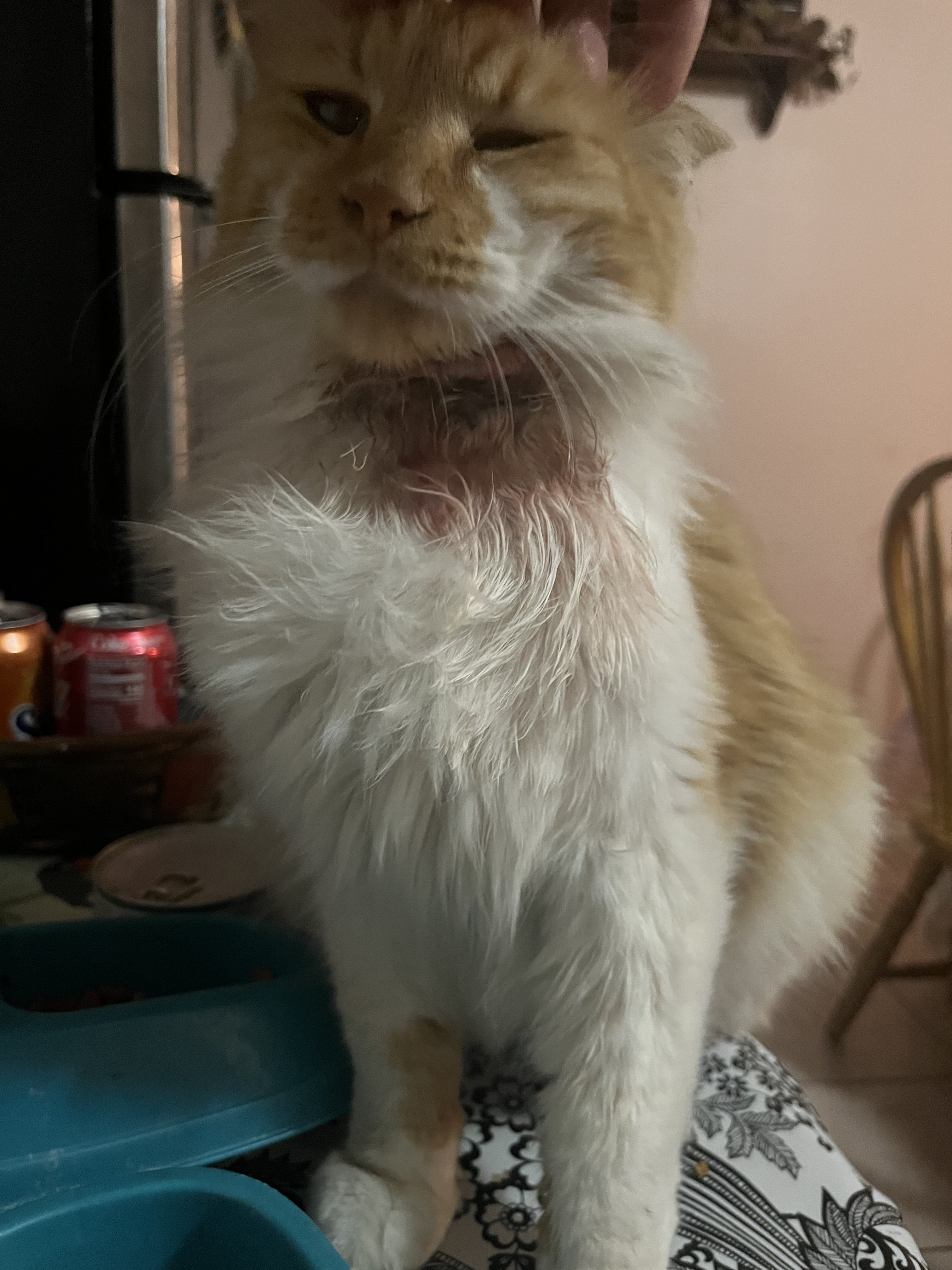 Cat swollen on one side of neck TheCatSite