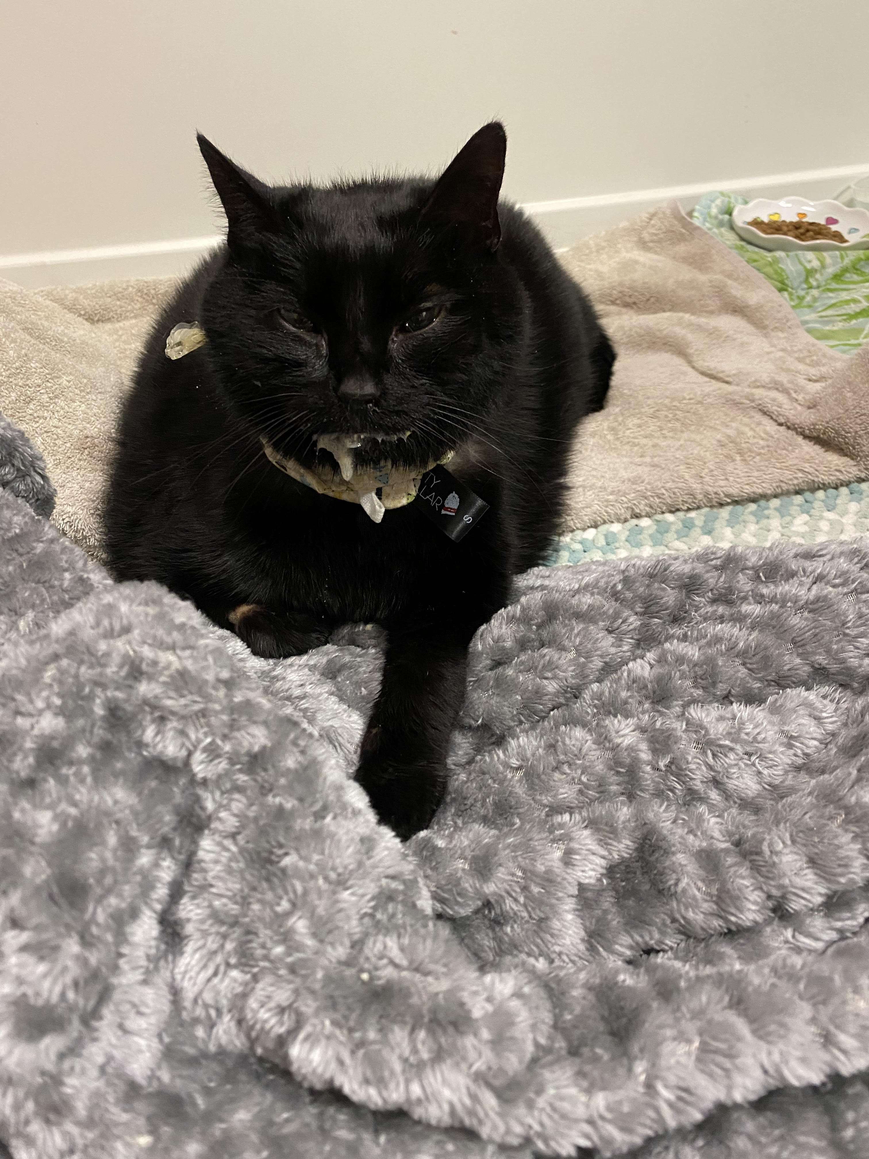 What was your experience helping your cat recover from fatty liver