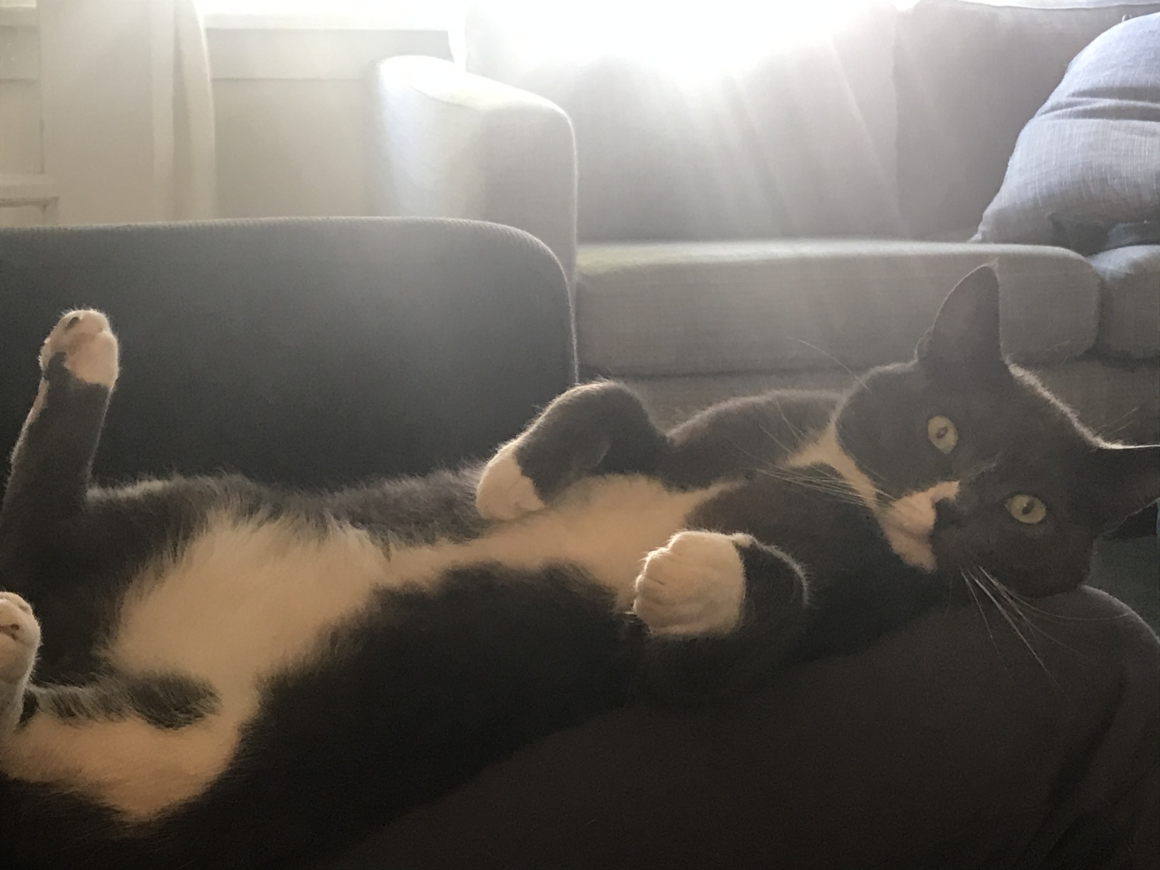 Cat not eating after being sick? TheCatSite