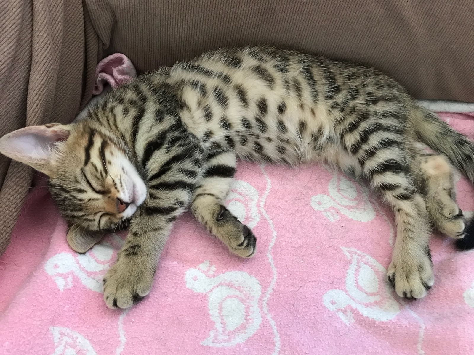 Is My Cat A Bengal Or A Bengal Mix? TheCatSite