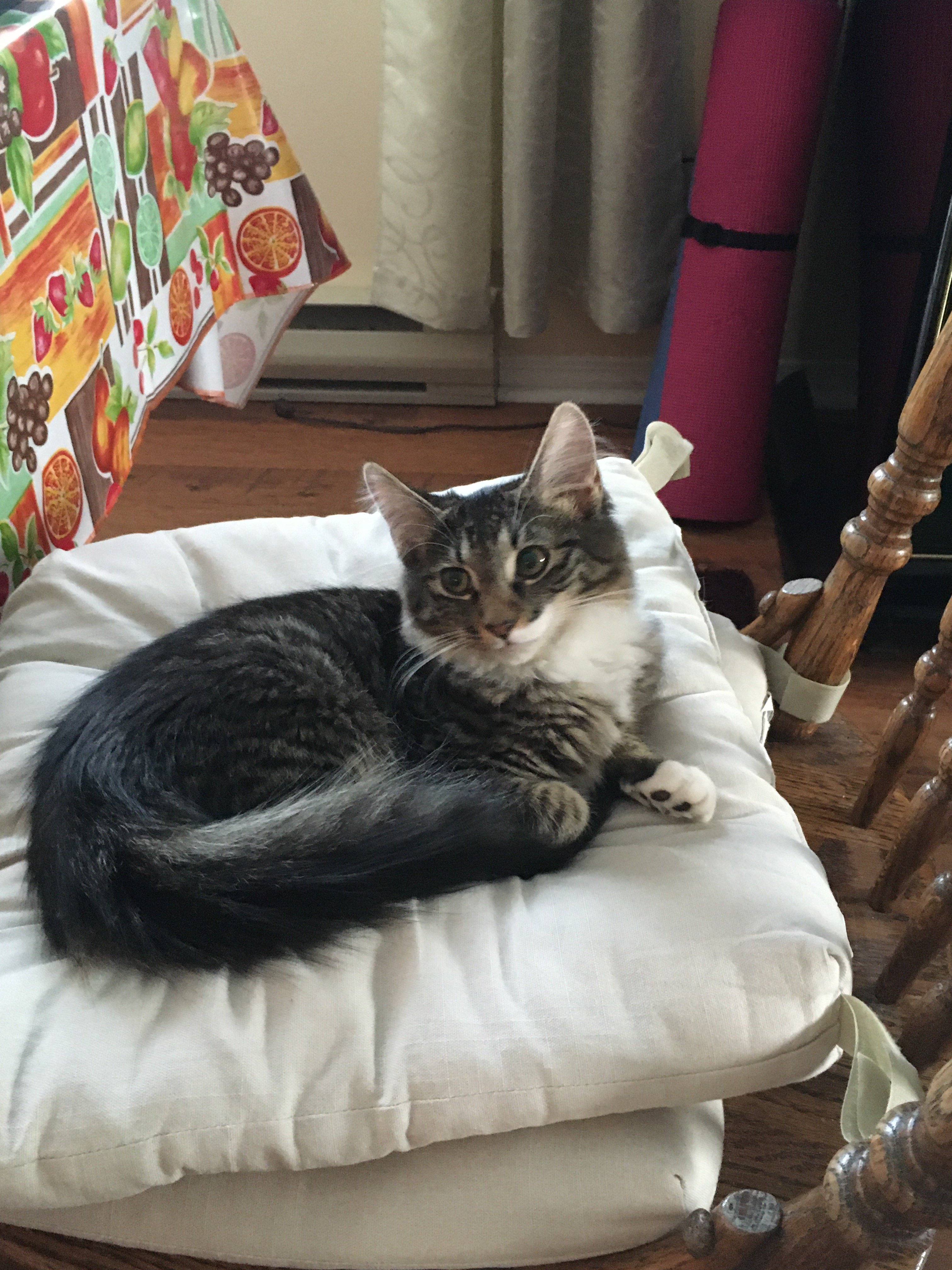 4 Month Old Kitten Boogie TheCatSite