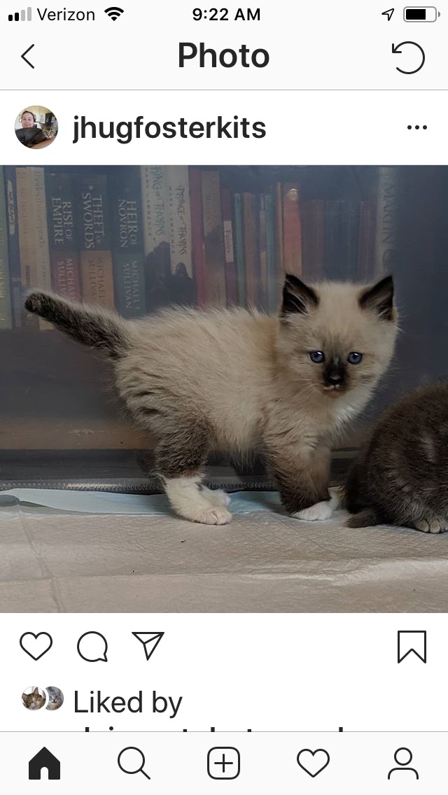 Snowshoe With Long Hair? TheCatSite
