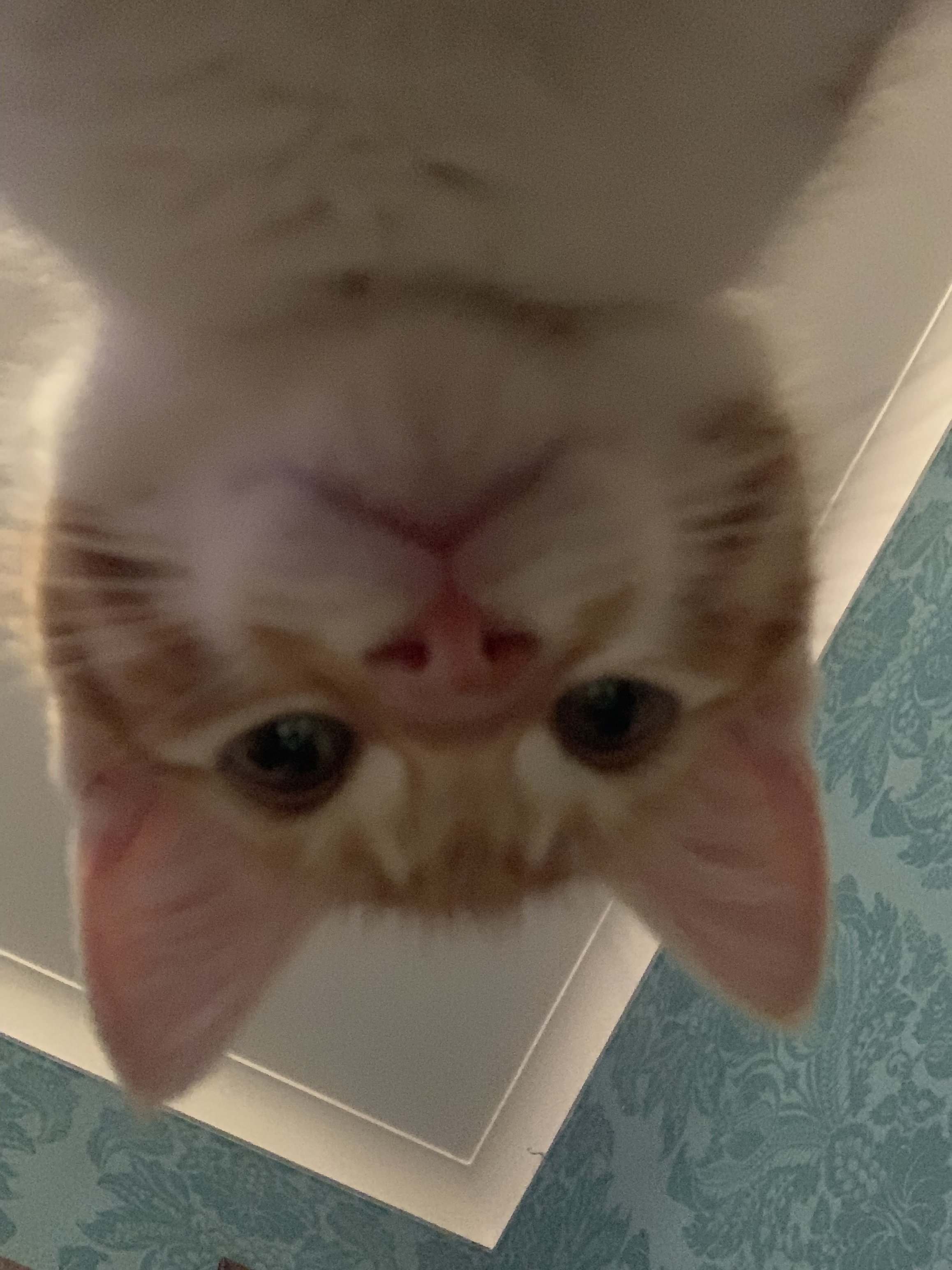 What Breed Is My New Furbaby? TheCatSite