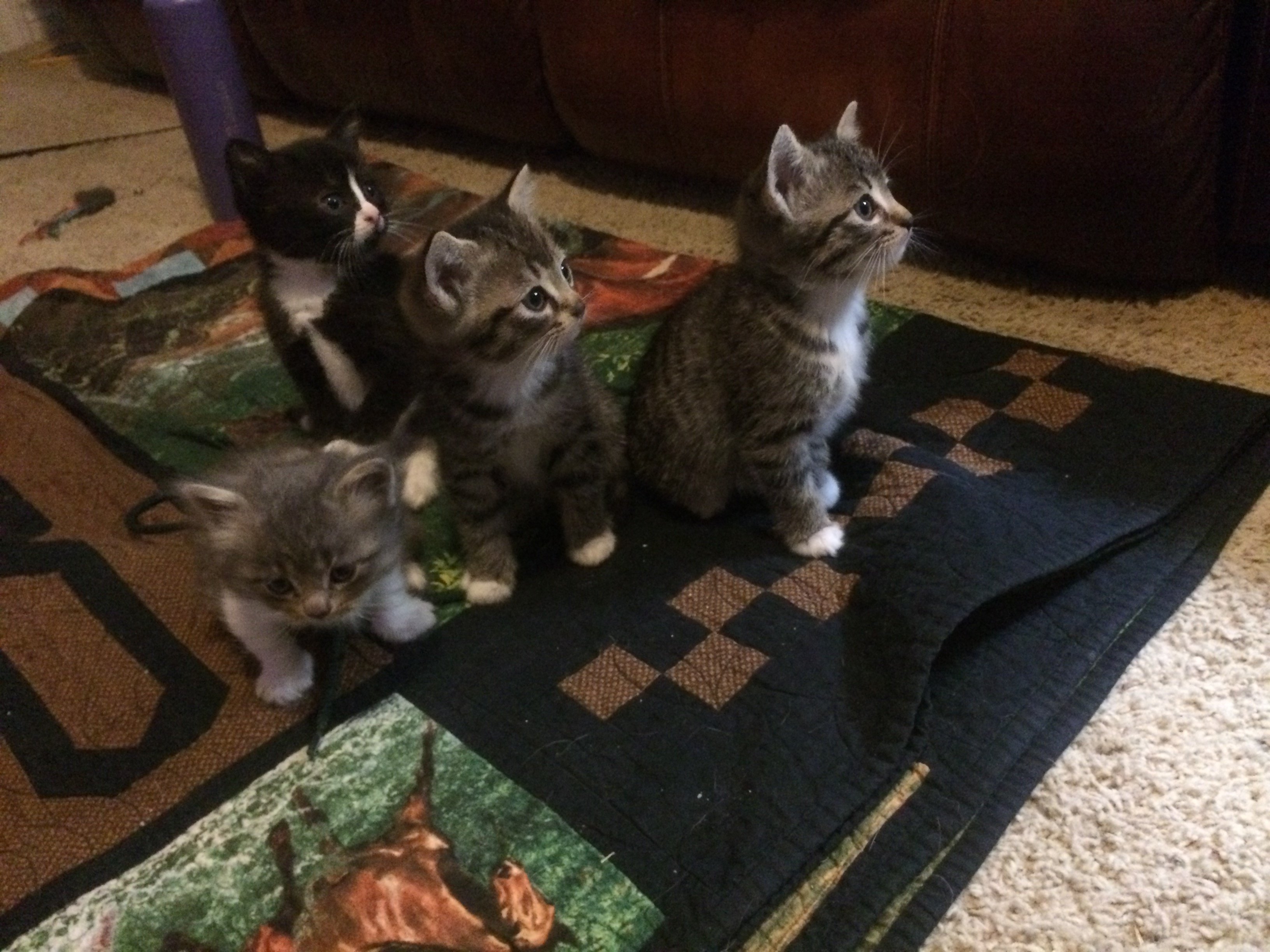 Special (?) runt kitten TheCatSite