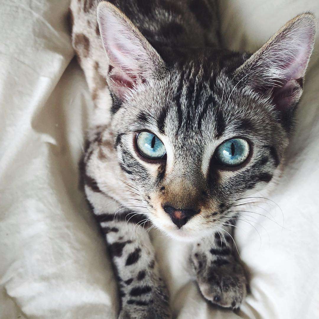 Bengal, Bengal mix, or just a tabby? TheCatSite
