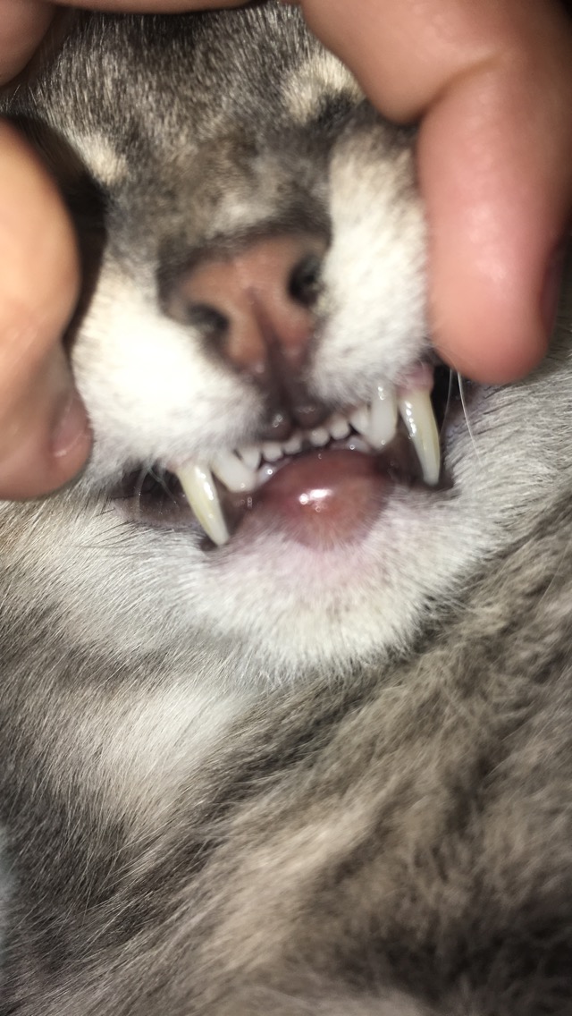 My Cat Has A Bug Bite? TheCatSite