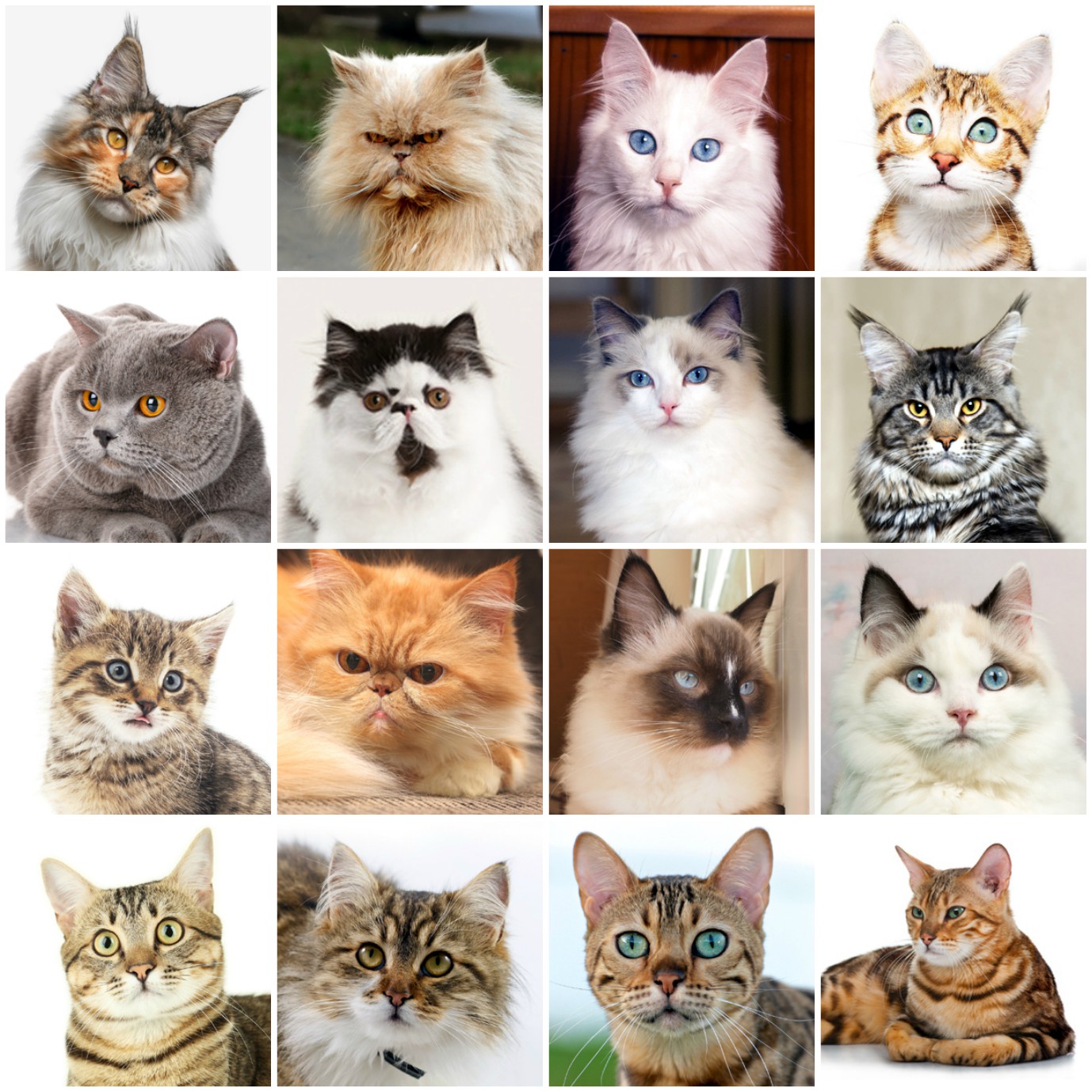 What Cat Breed Are You Quiz