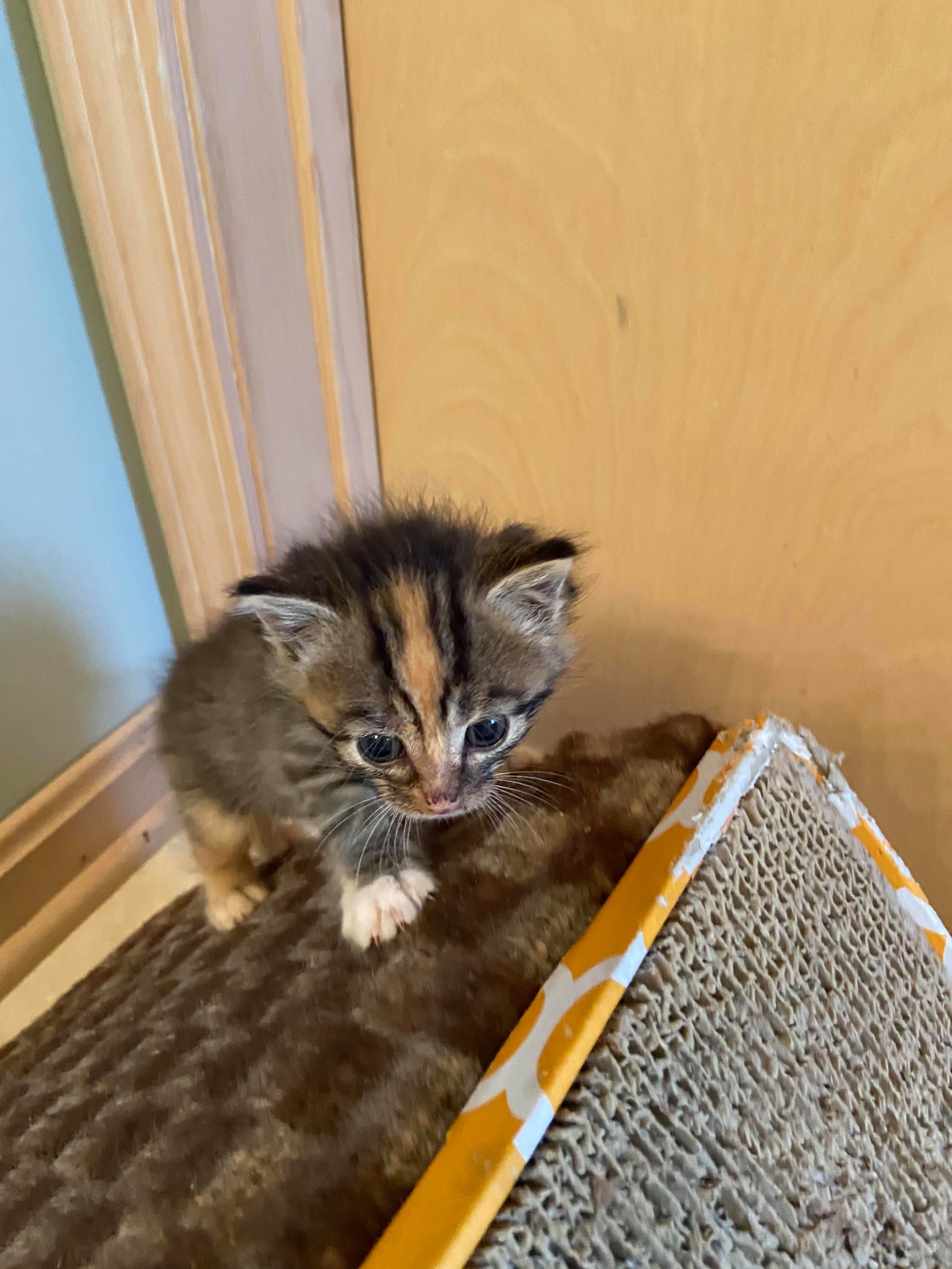 5 week old kitten TheCatSite