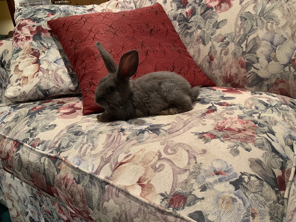 First rabbit! TheCatSite