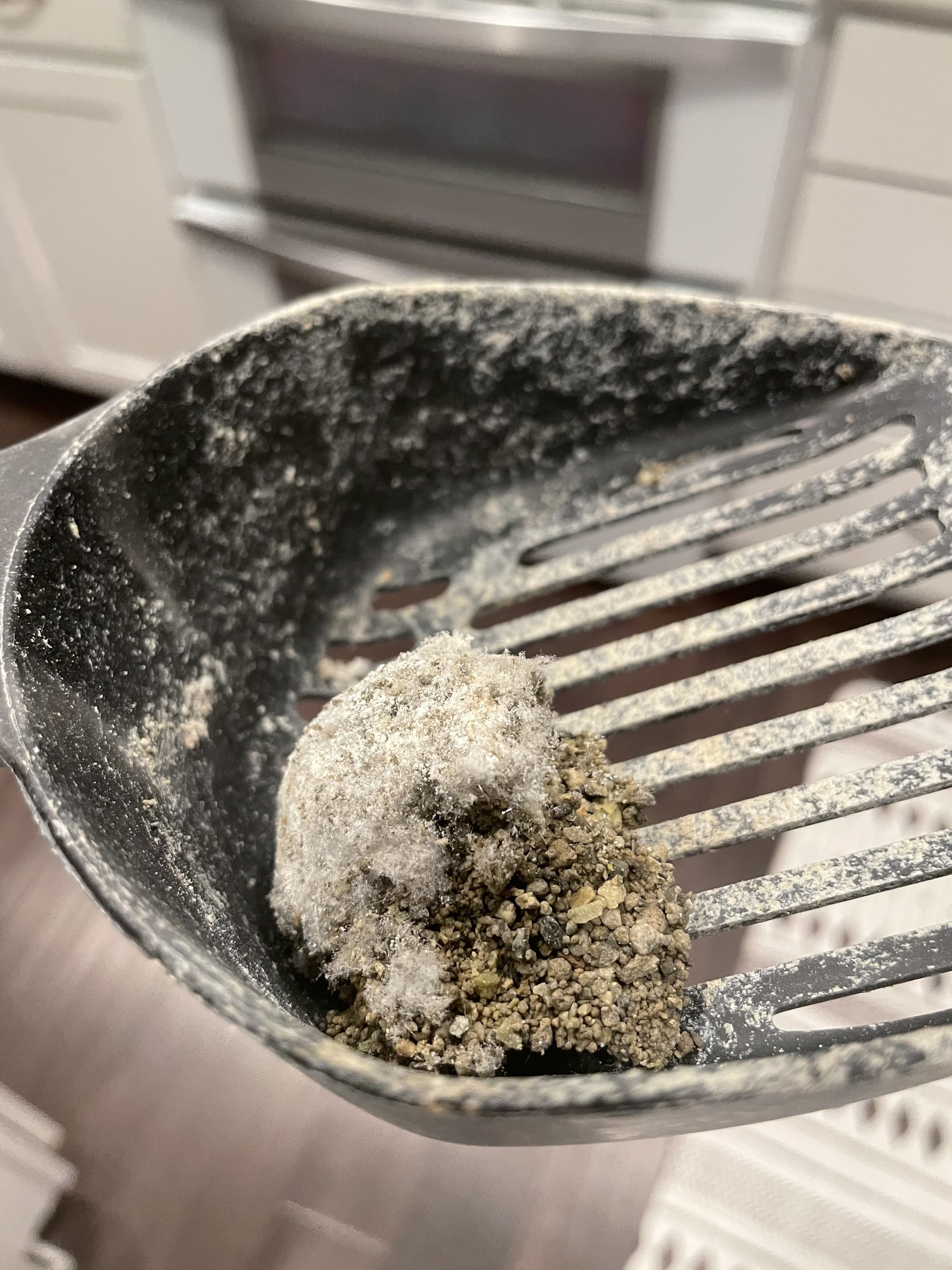 Glittery/crystalline urine in litter box? TheCatSite