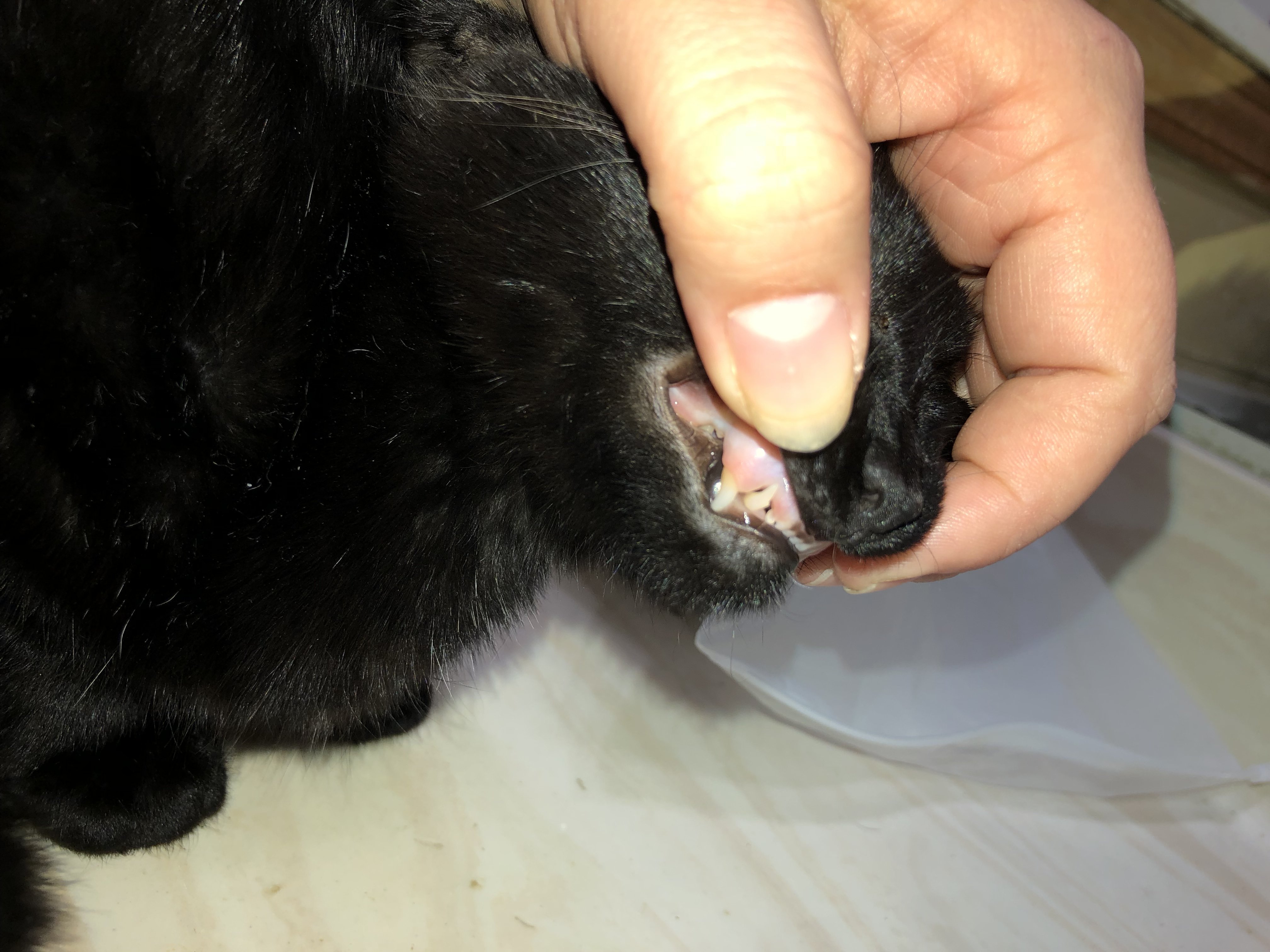 5 Month Old Kitten Throwing Up TheCatSite