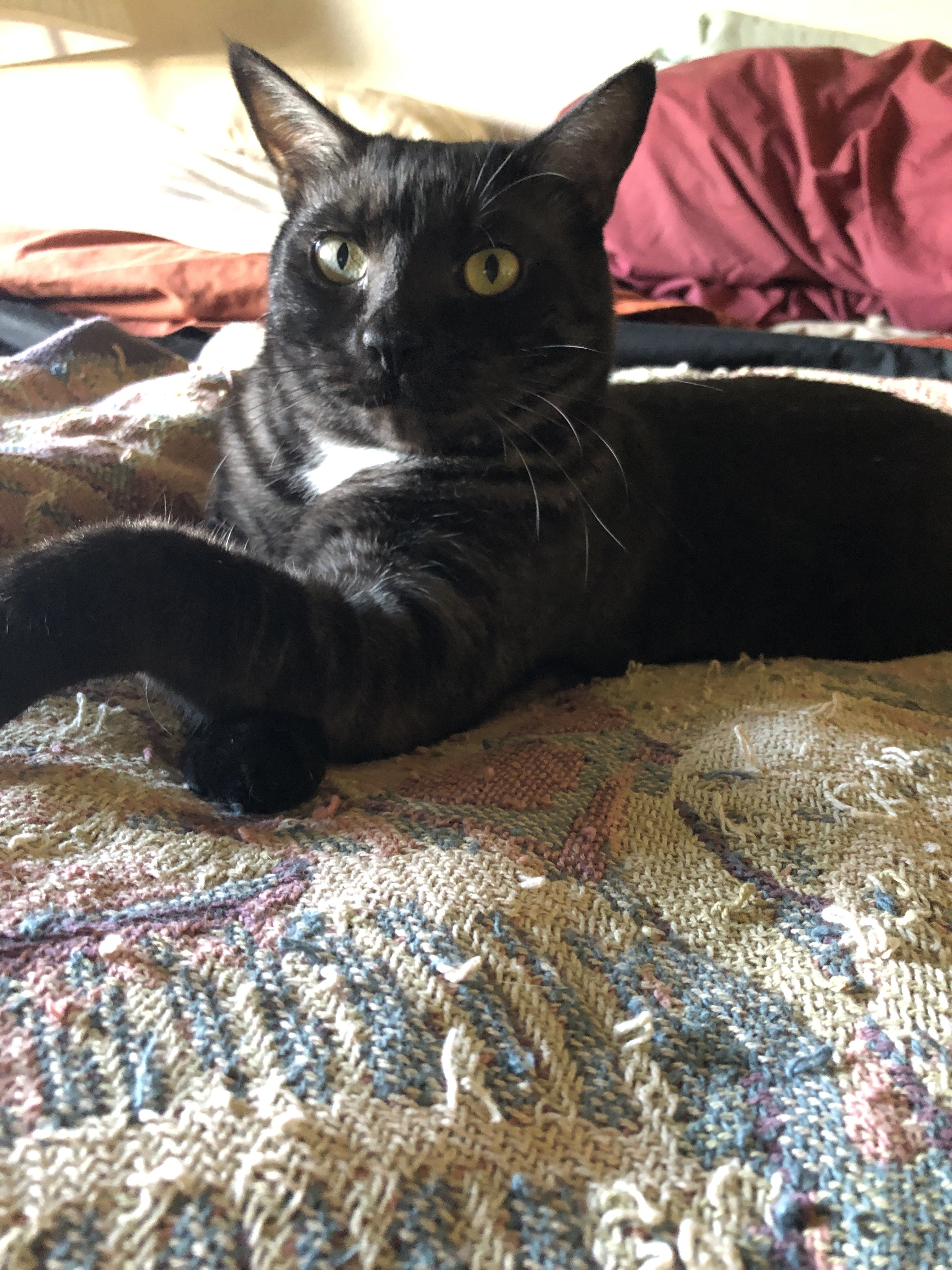 What Does A Cat Look Like