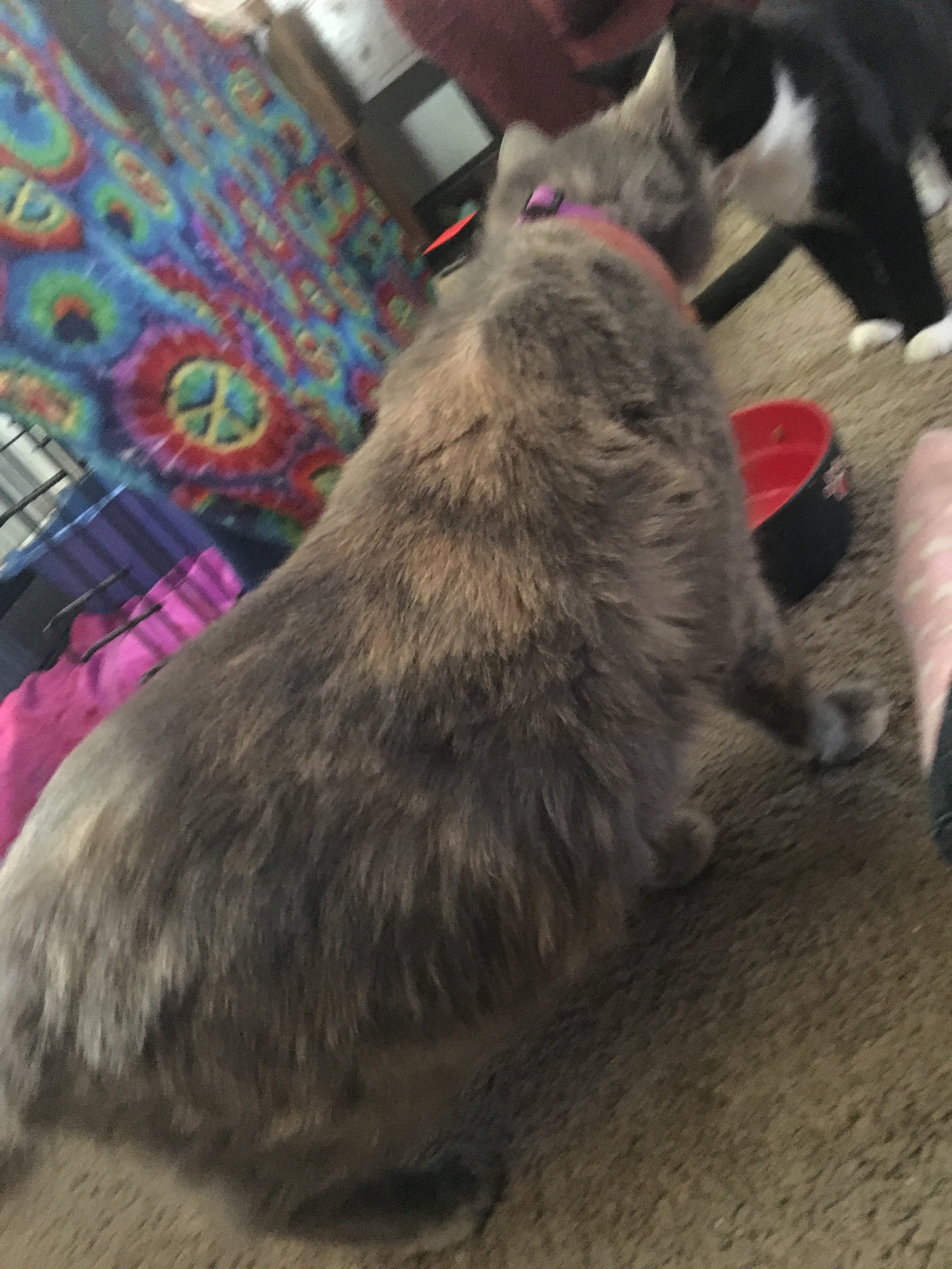 Pregnant Cat Not Going Into Labor TheCatSite