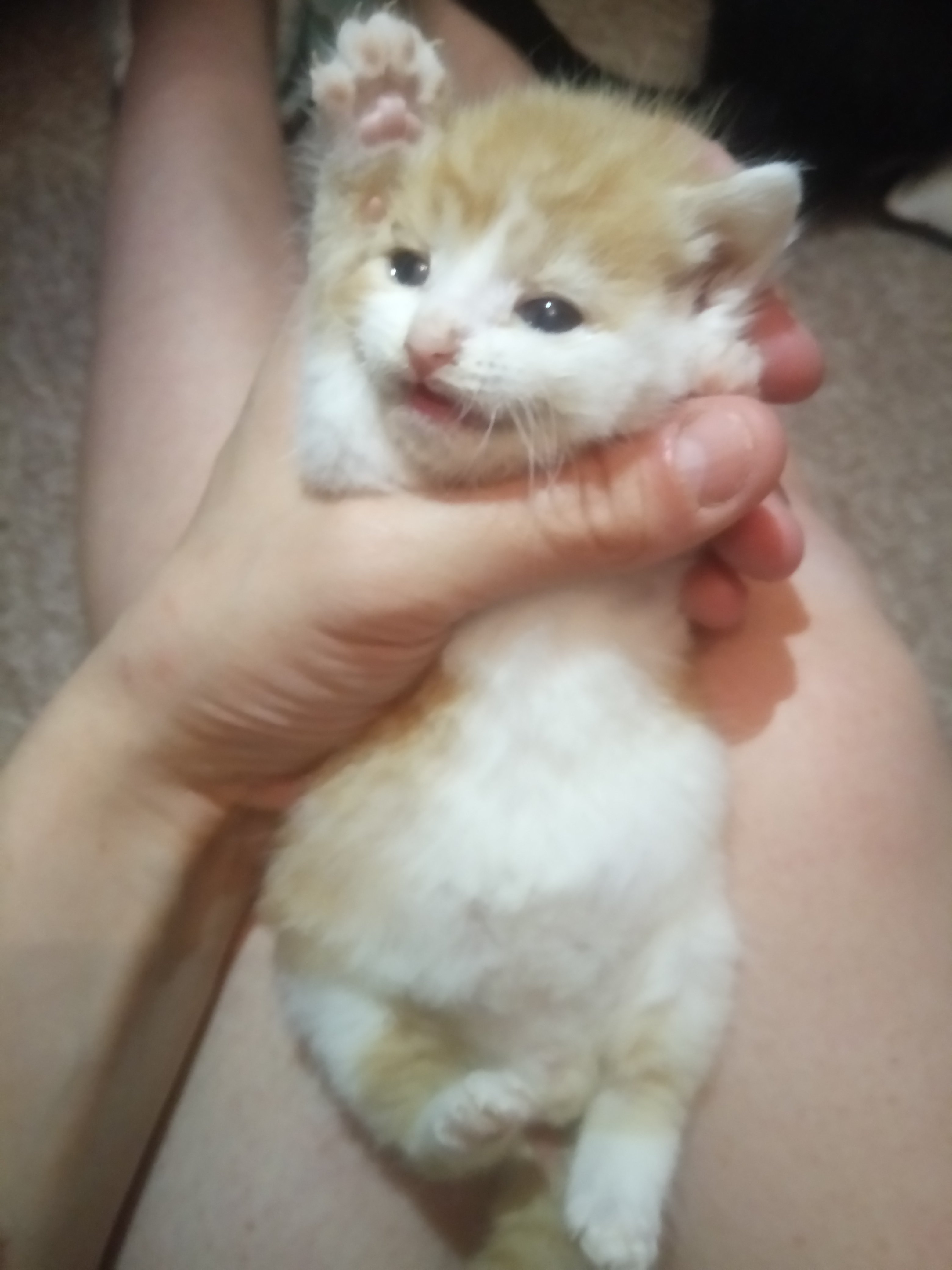4 Week Old Kitten Losing Weight/weak TheCatSite