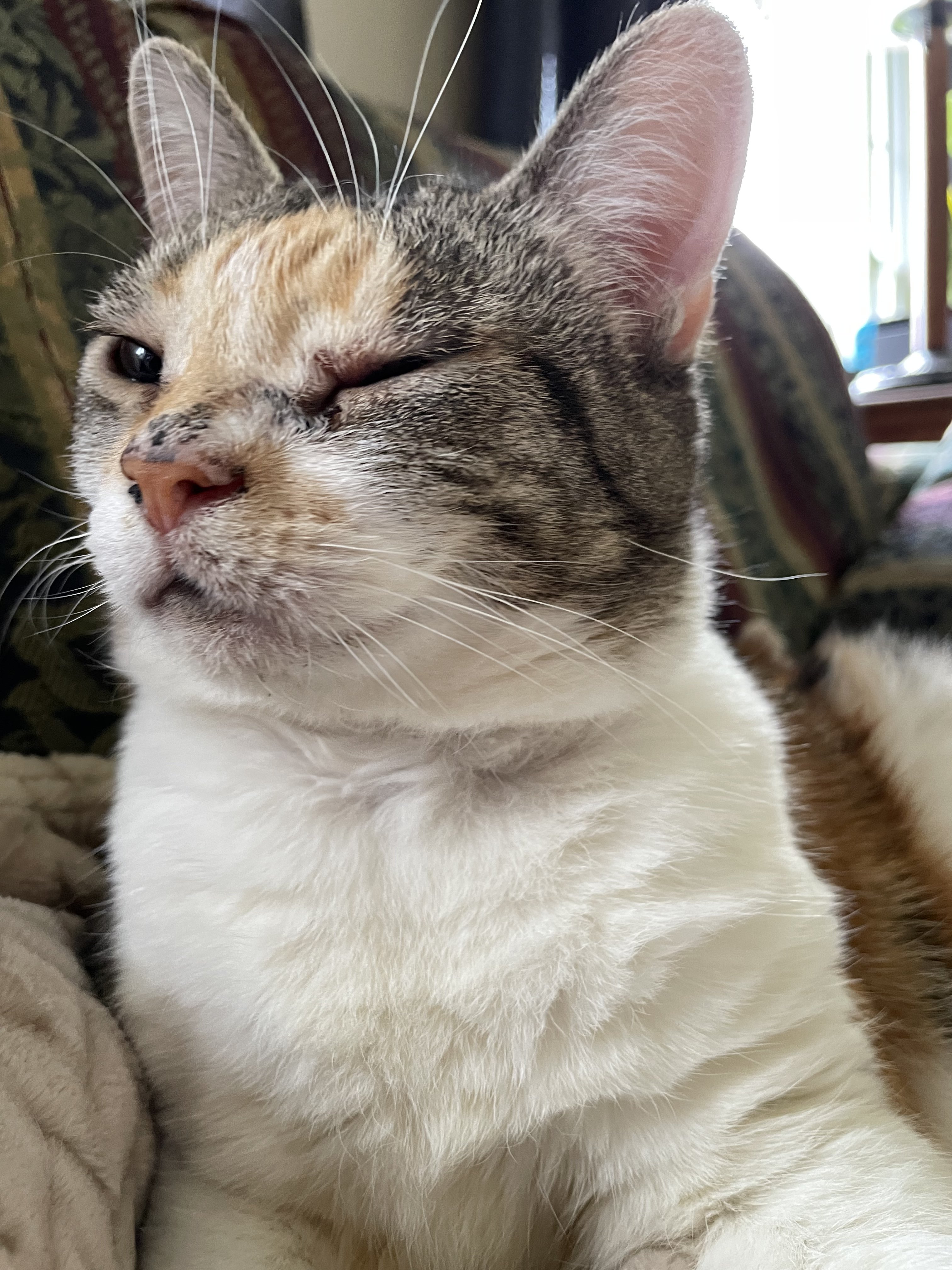 Pink nose turning black TheCatSite