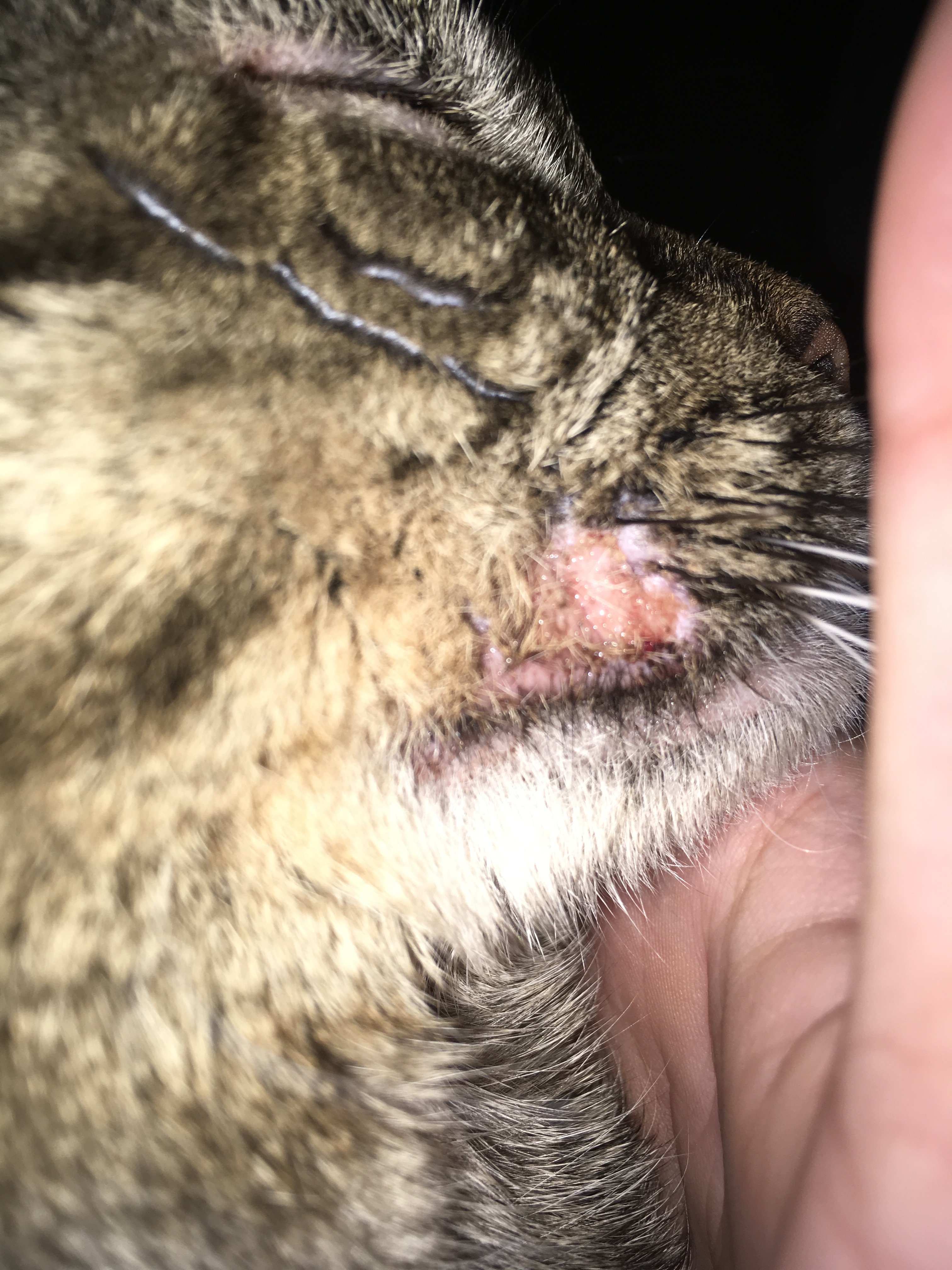 Cat Black Crusty Lips