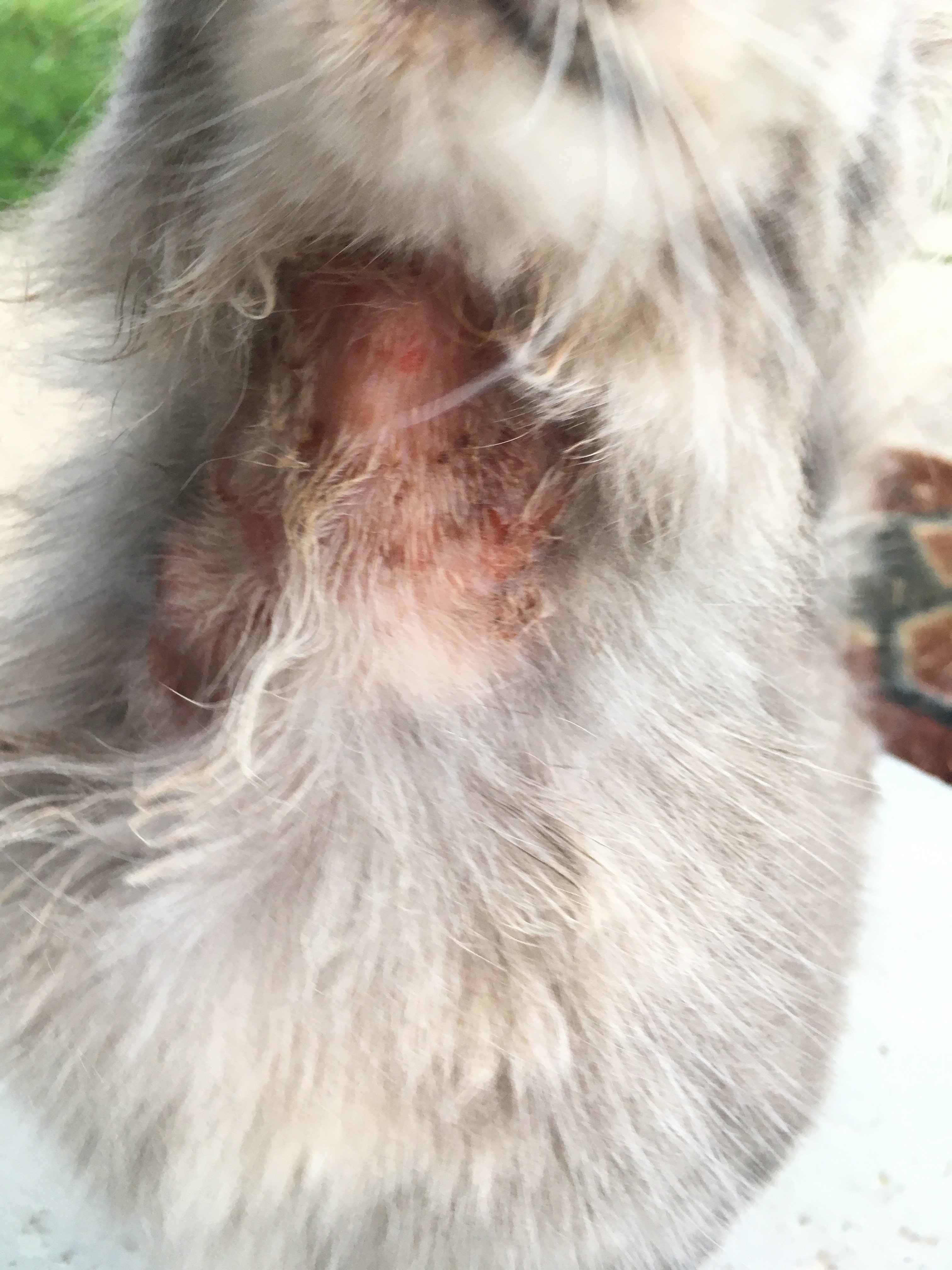 Cat Missing Fur On Front Of Neck TheCatSite