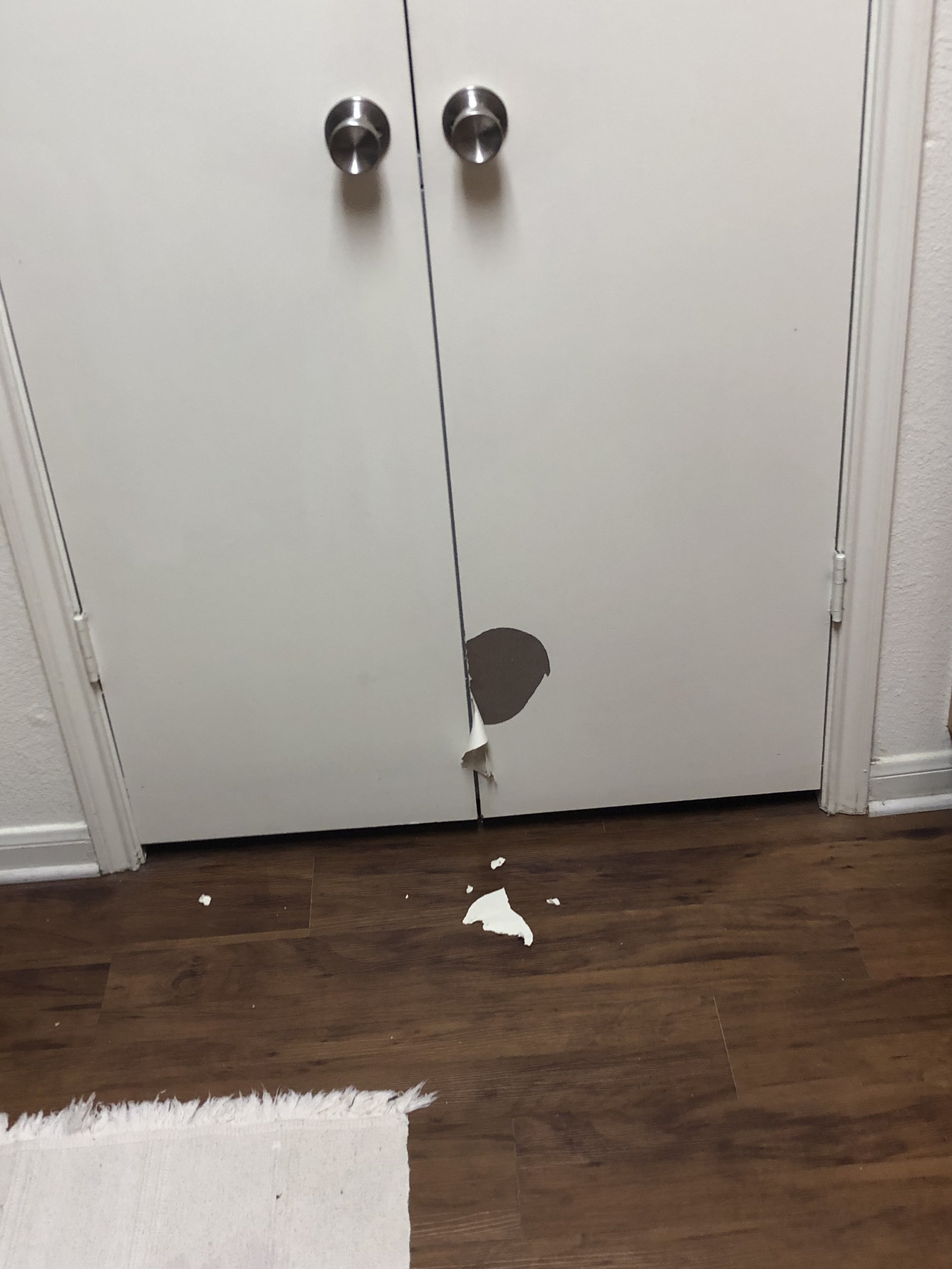 Cat Peeling Paint Off Door TheCatSite