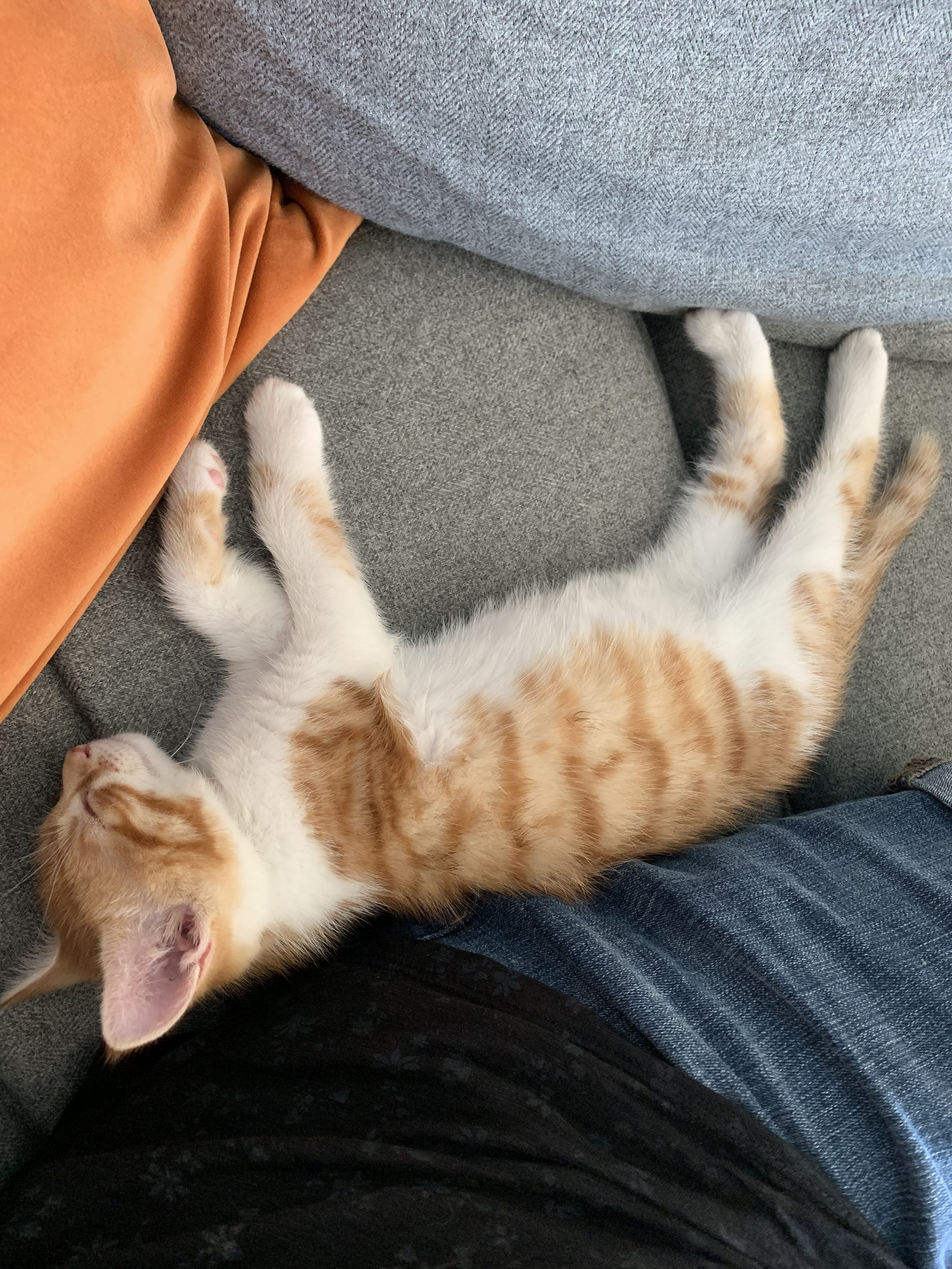 What Breed Is My New Furbaby? TheCatSite