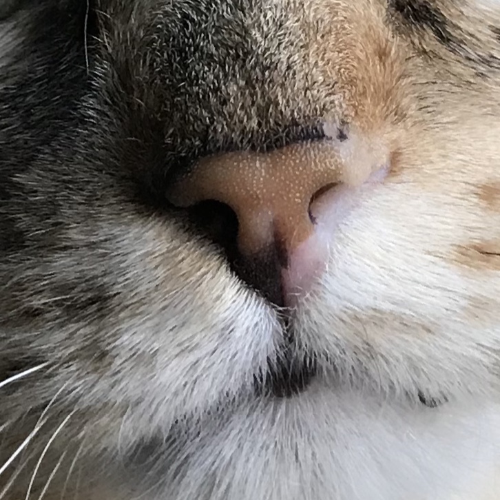 Red, Raw Nose—scrape? TheCatSite