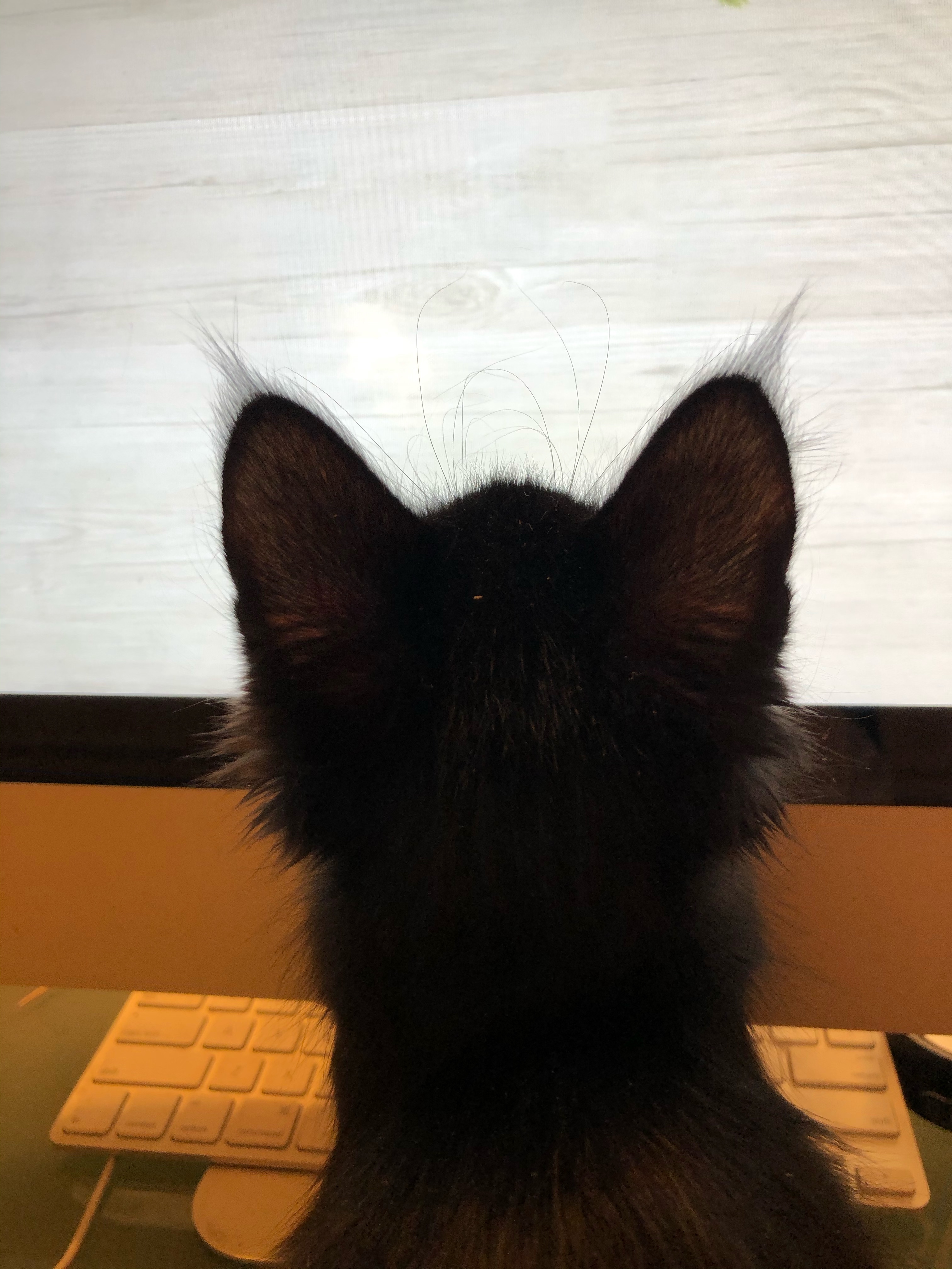 Tufted ears? TheCatSite