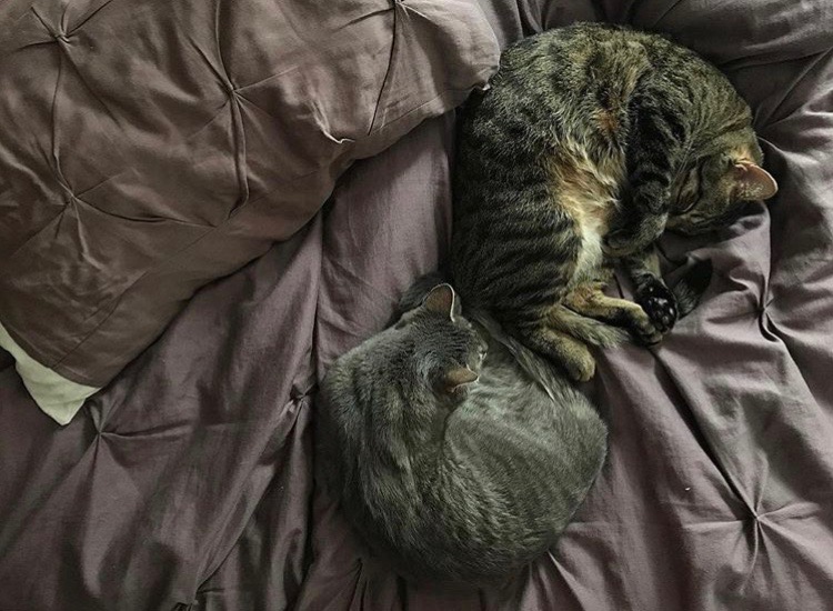 How Do I Get My Cat To Stop Swatting At My Other Cat. TheCatSite