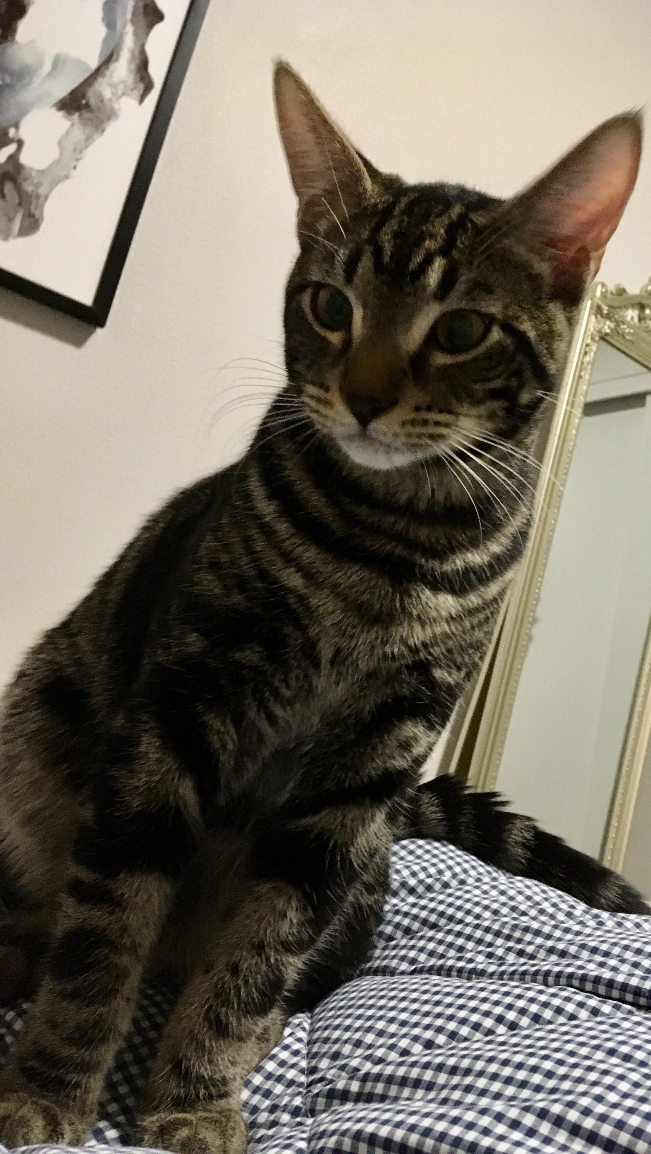 DSH Tabby or Part Bengal? TheCatSite