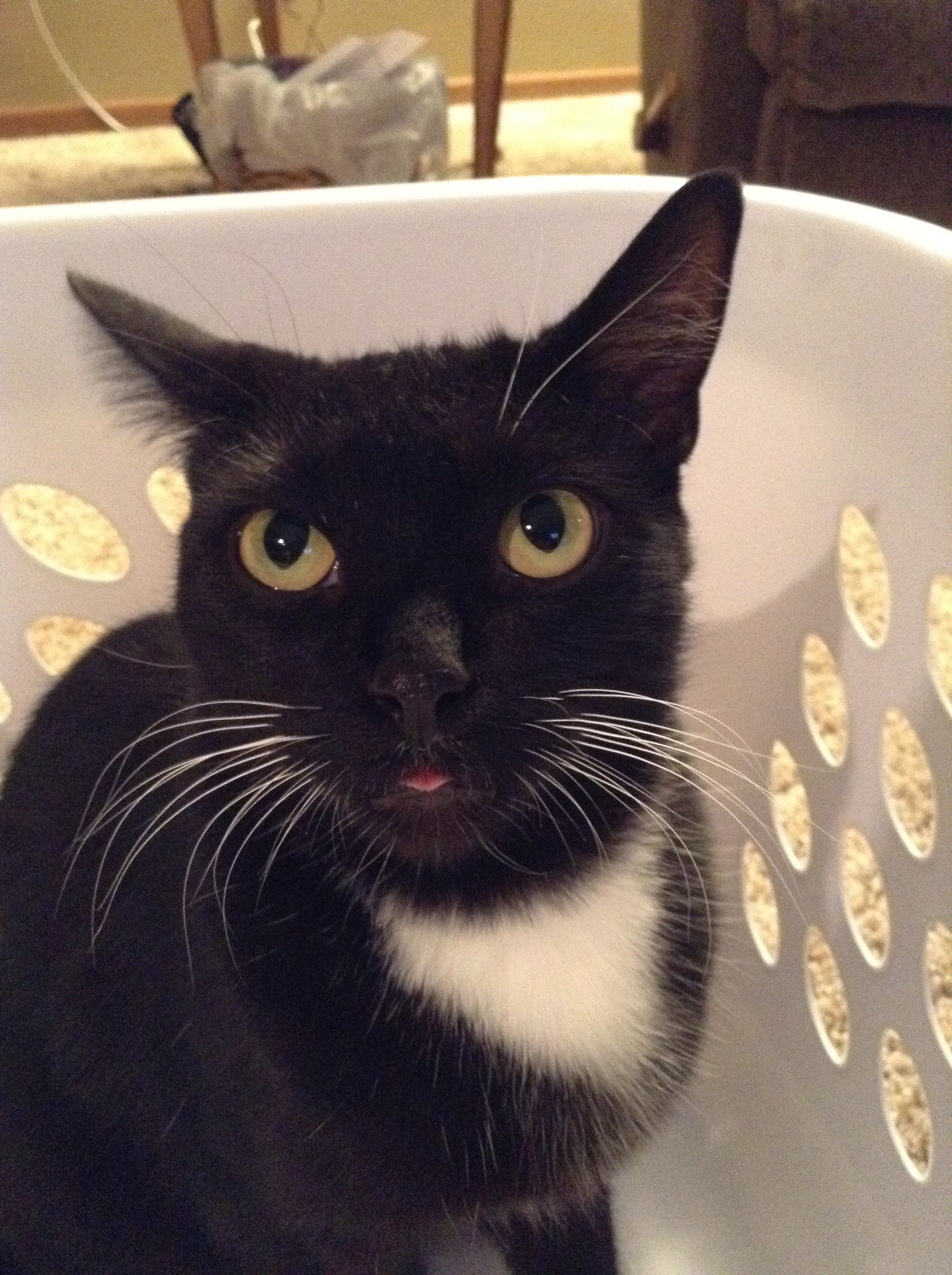 Male Cat's Nipple Probs TheCatSite