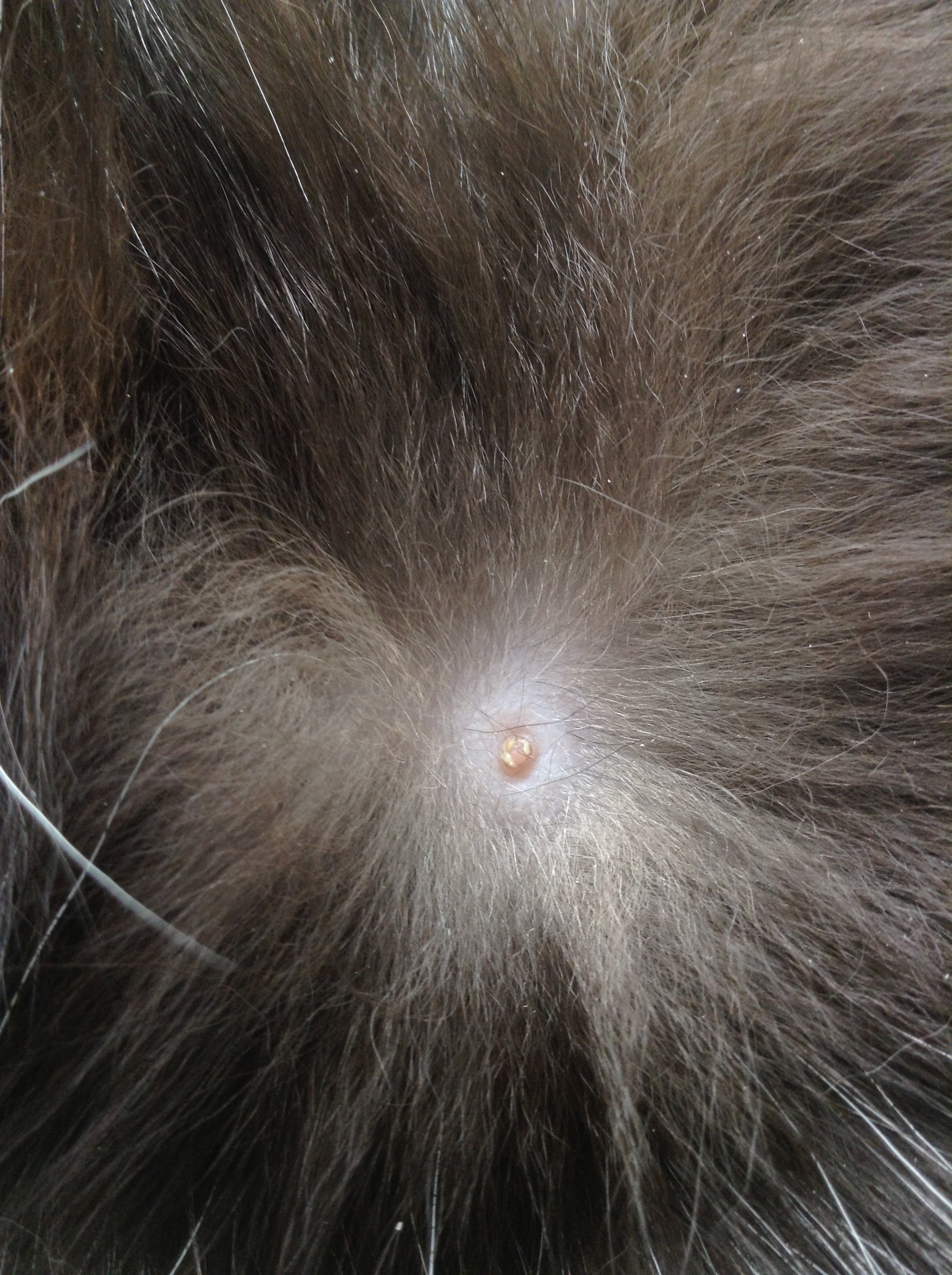Male Cat's Nipple Probs TheCatSite