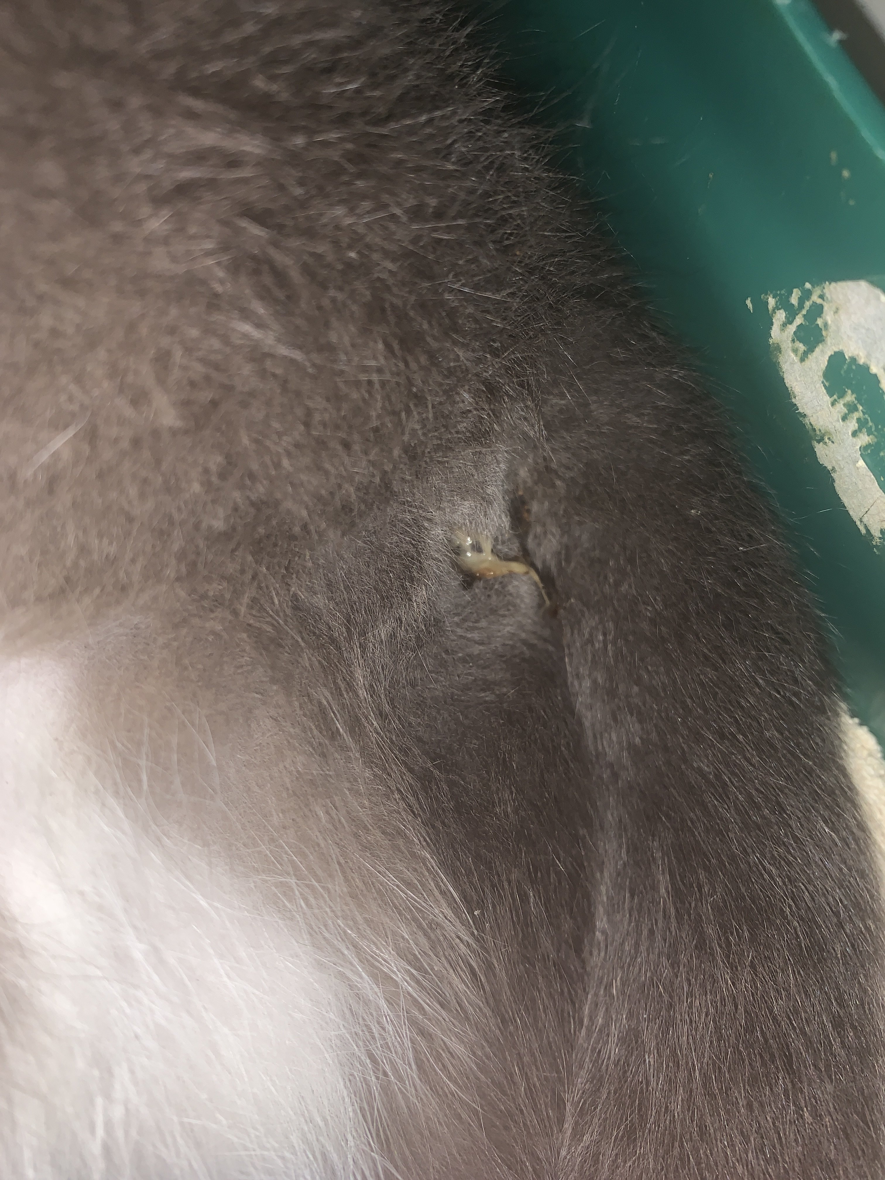 Is this her mucus plug/Cat just gave birth TheCatSite