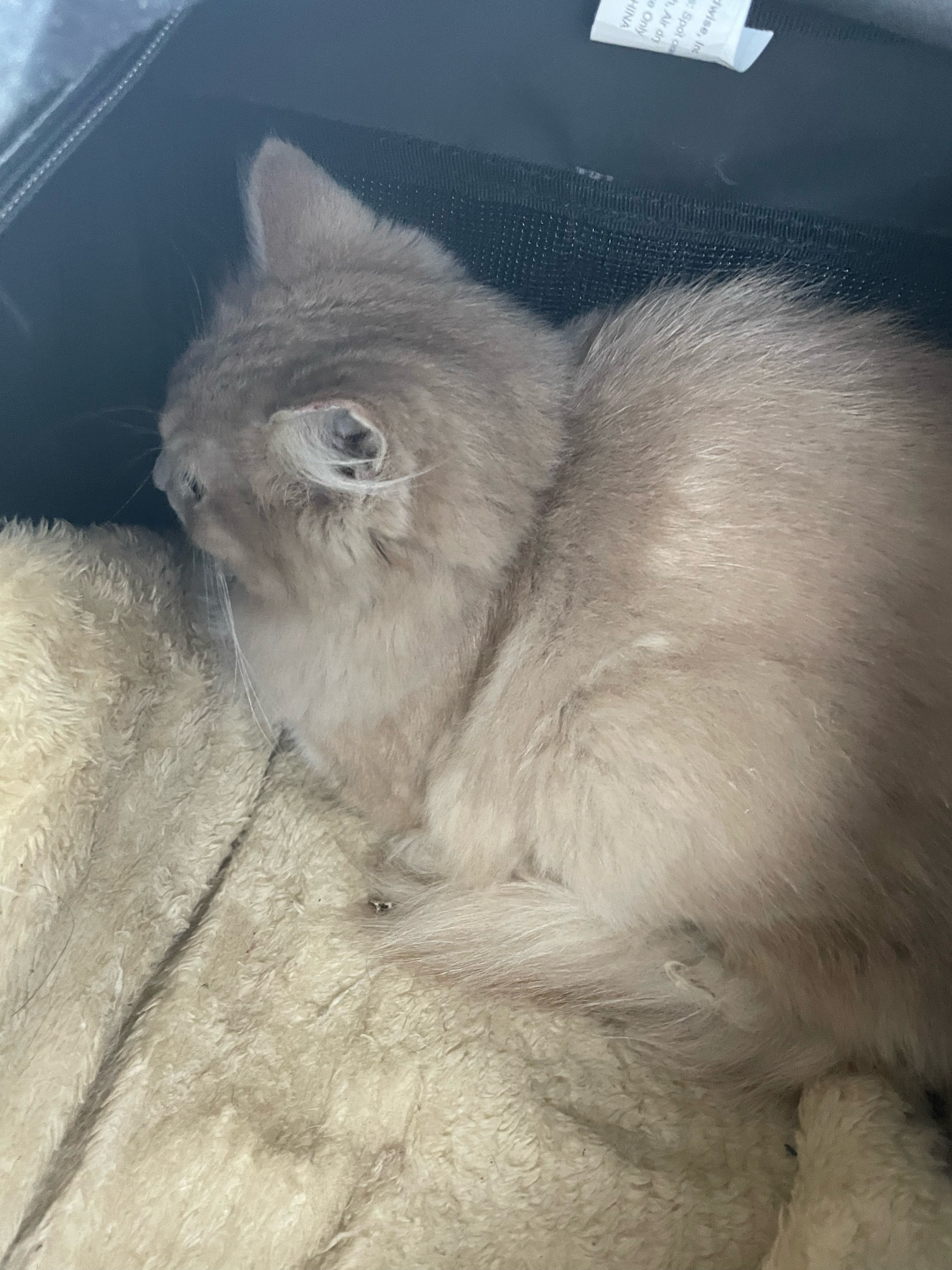 3 Month Old Lethargic Kitten not pooping TheCatSite