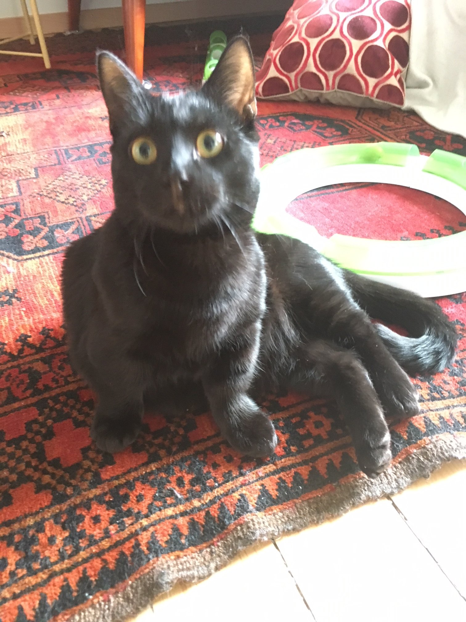 Cat Cant Jump. We Have Been Through Hell And Back! TheCatSite