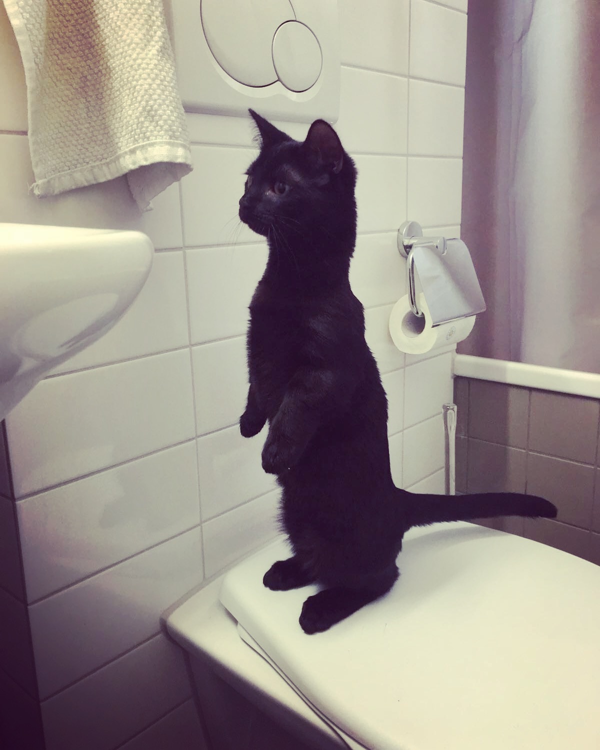 Cat Cant Jump. We Have Been Through Hell And Back! TheCatSite