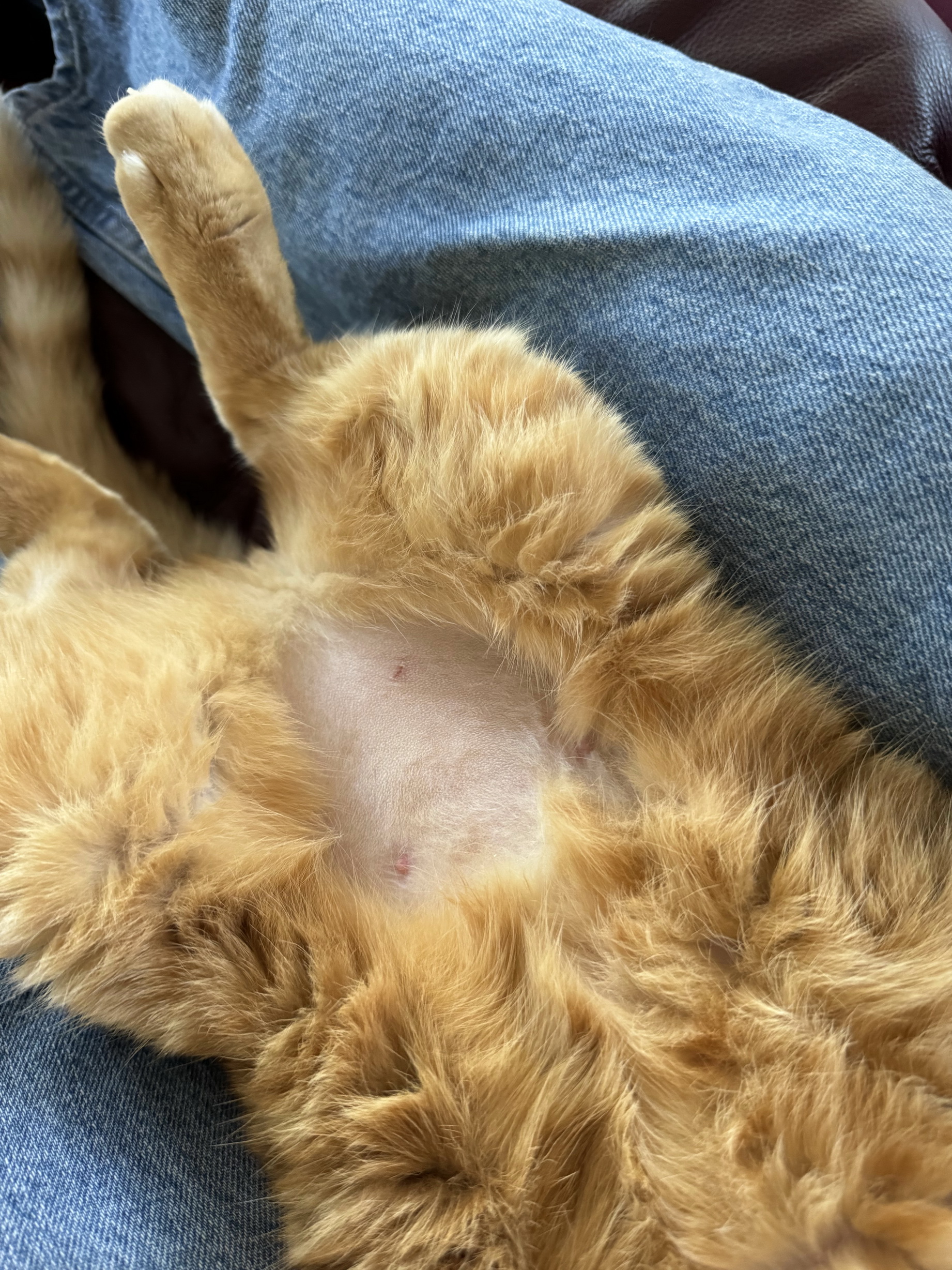 Why is my male neutered 10 year old cat doing this to his stomach