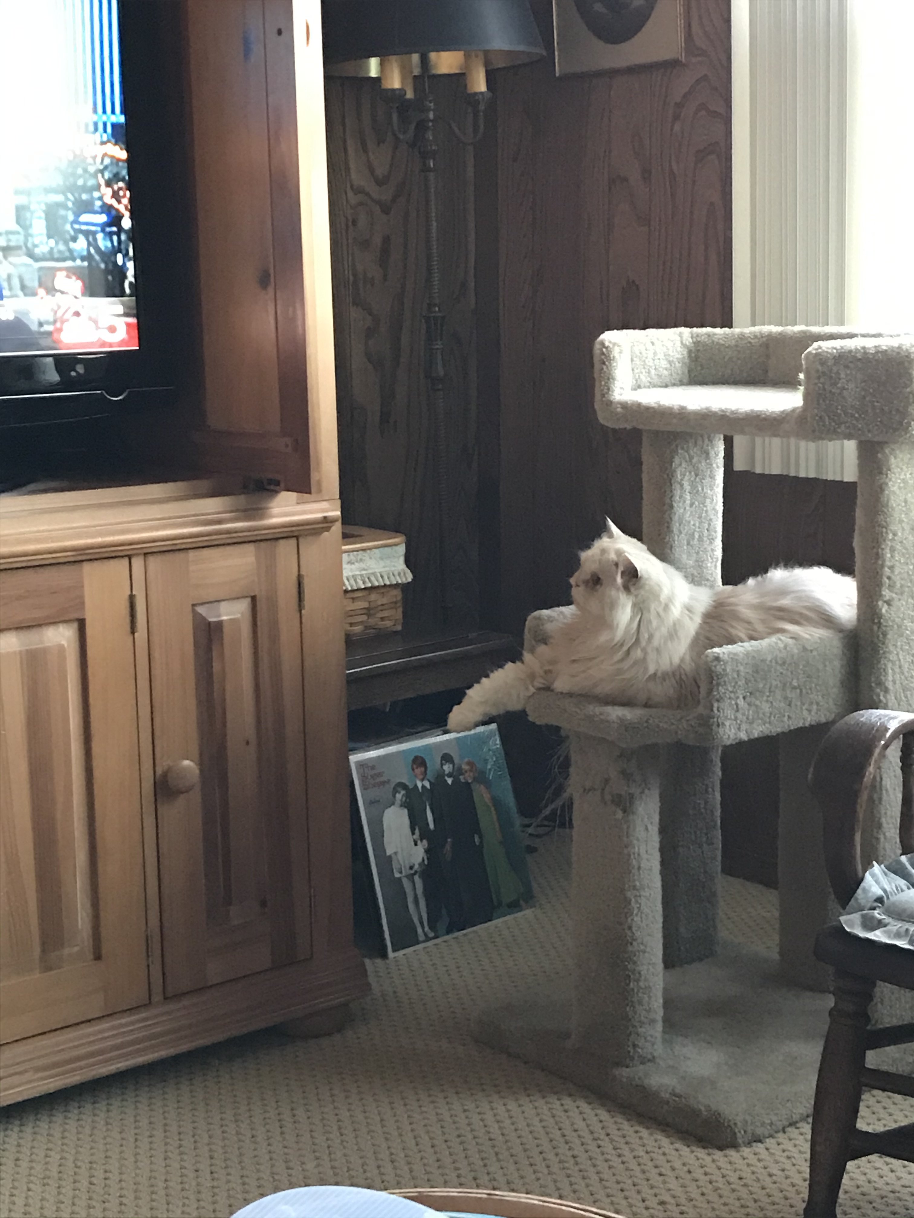 Does your cat watch tv? TheCatSite