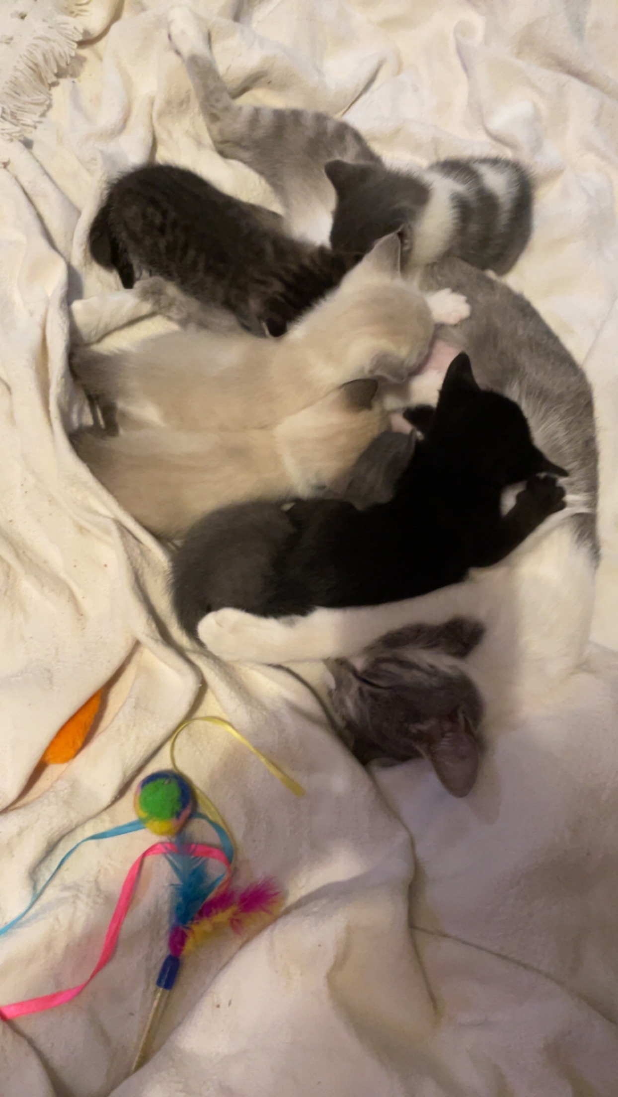 Can Kittens Have mother Milk & Kitten replacement formula. Page 4