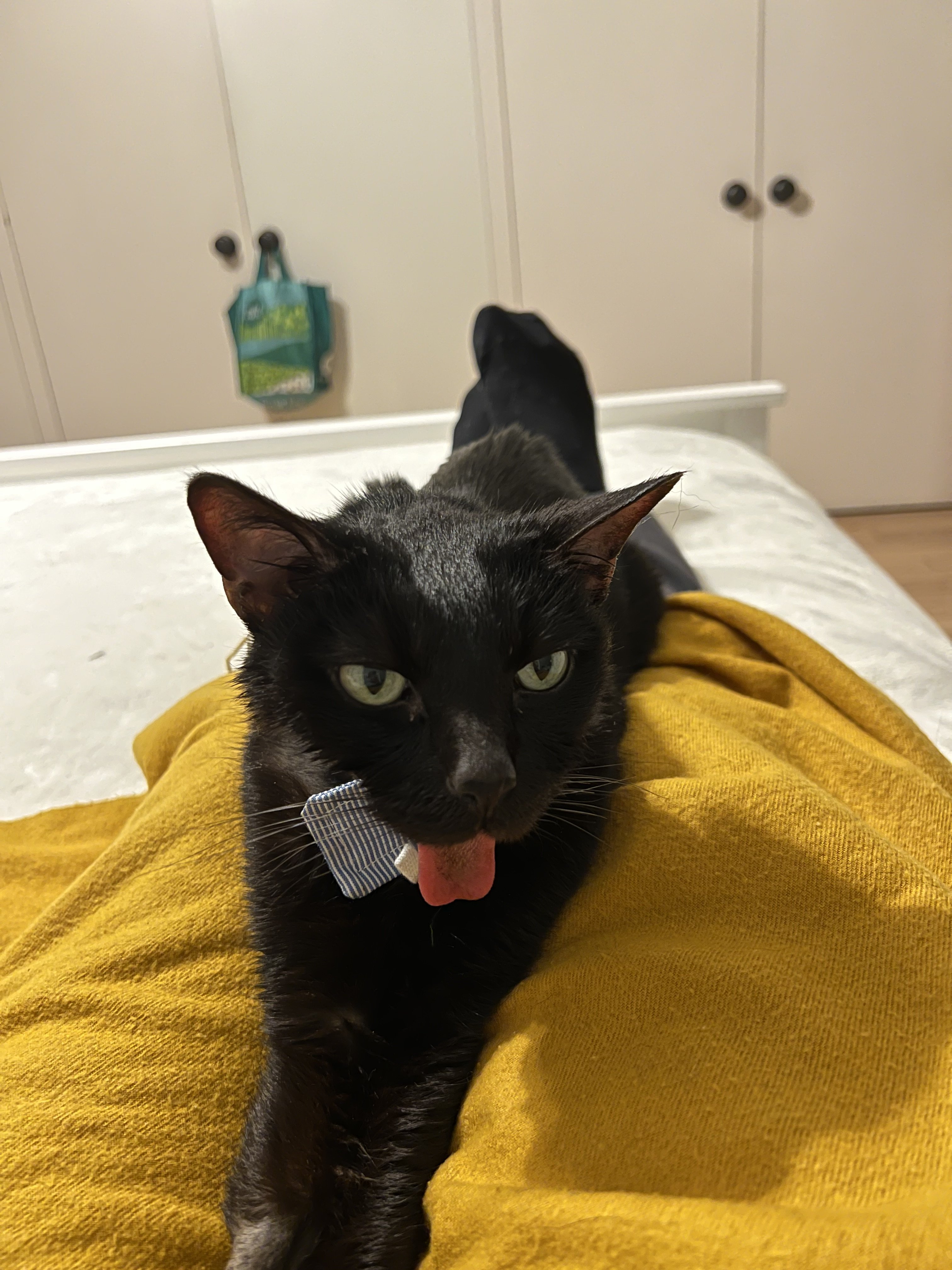 Helping my cat catch food TheCatSite