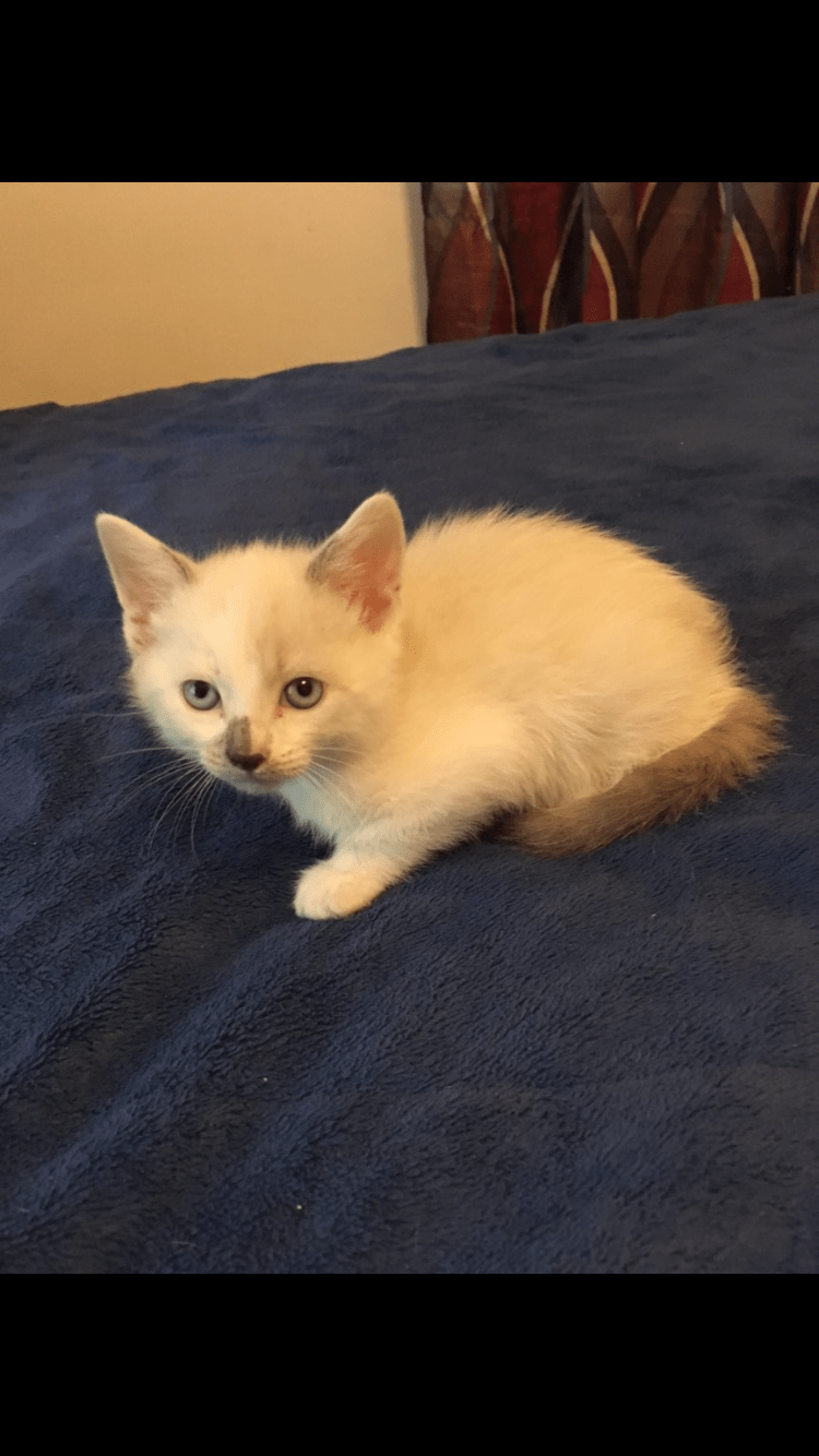 Cat Snowshoe Kittens