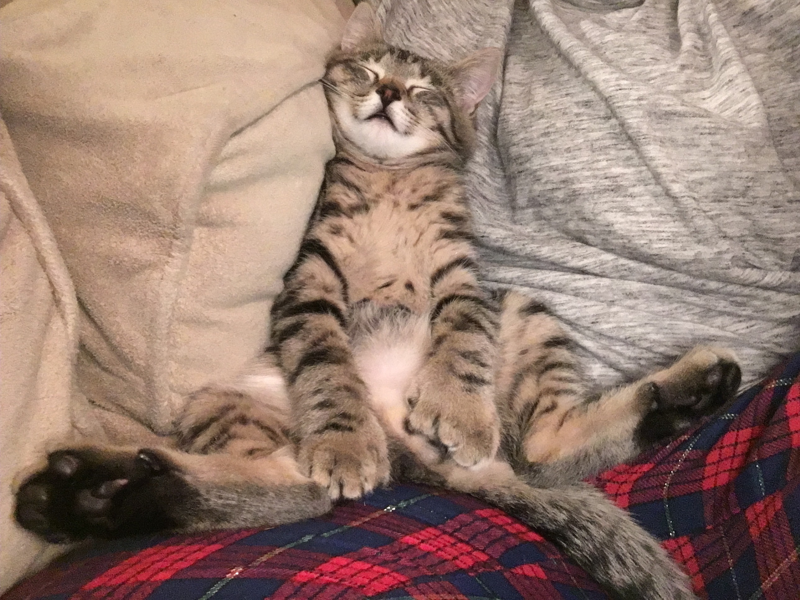 Bengal/tabby Mix??? TheCatSite