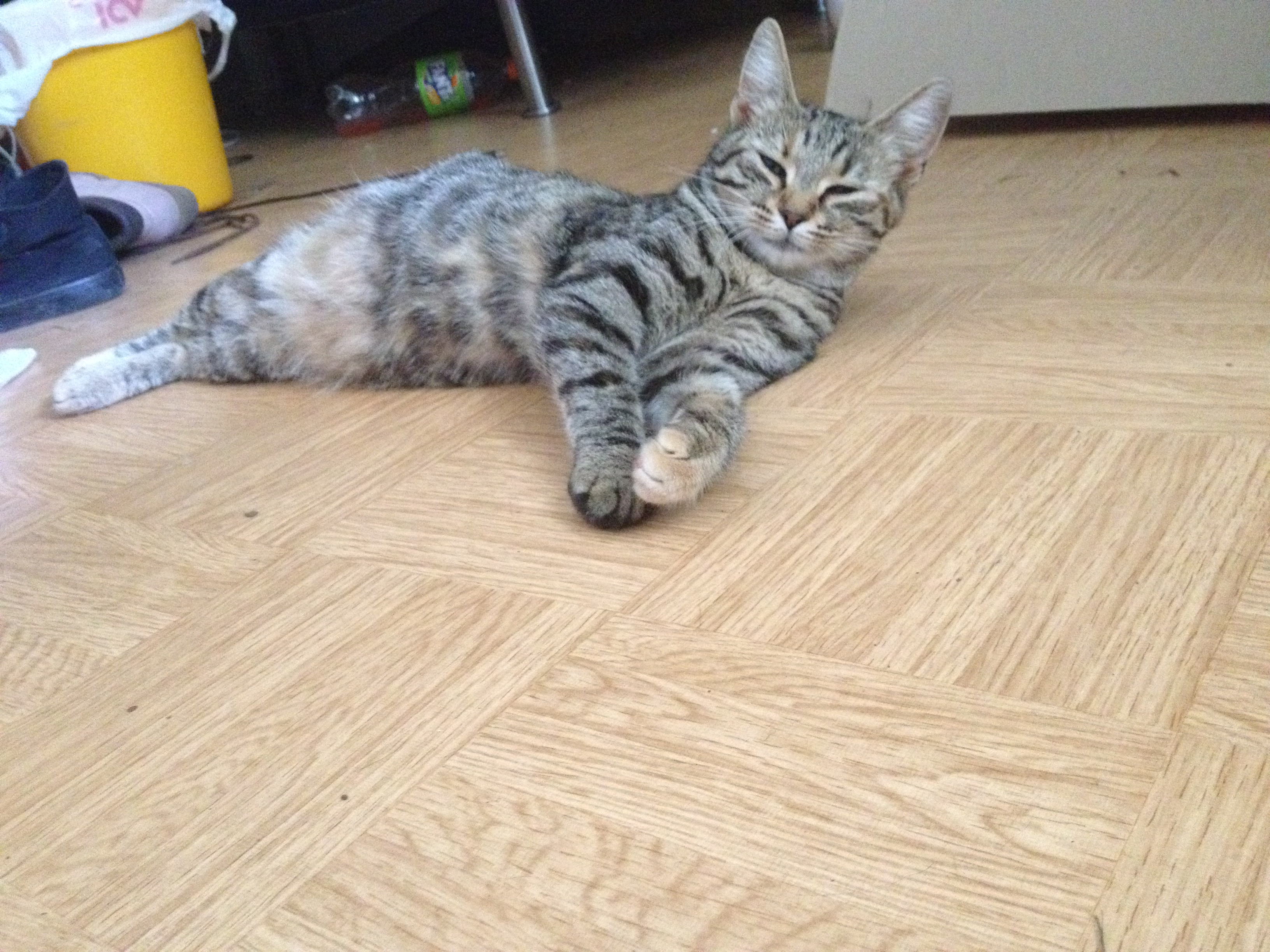 9 Months Old Pregnant Cat TheCatSite