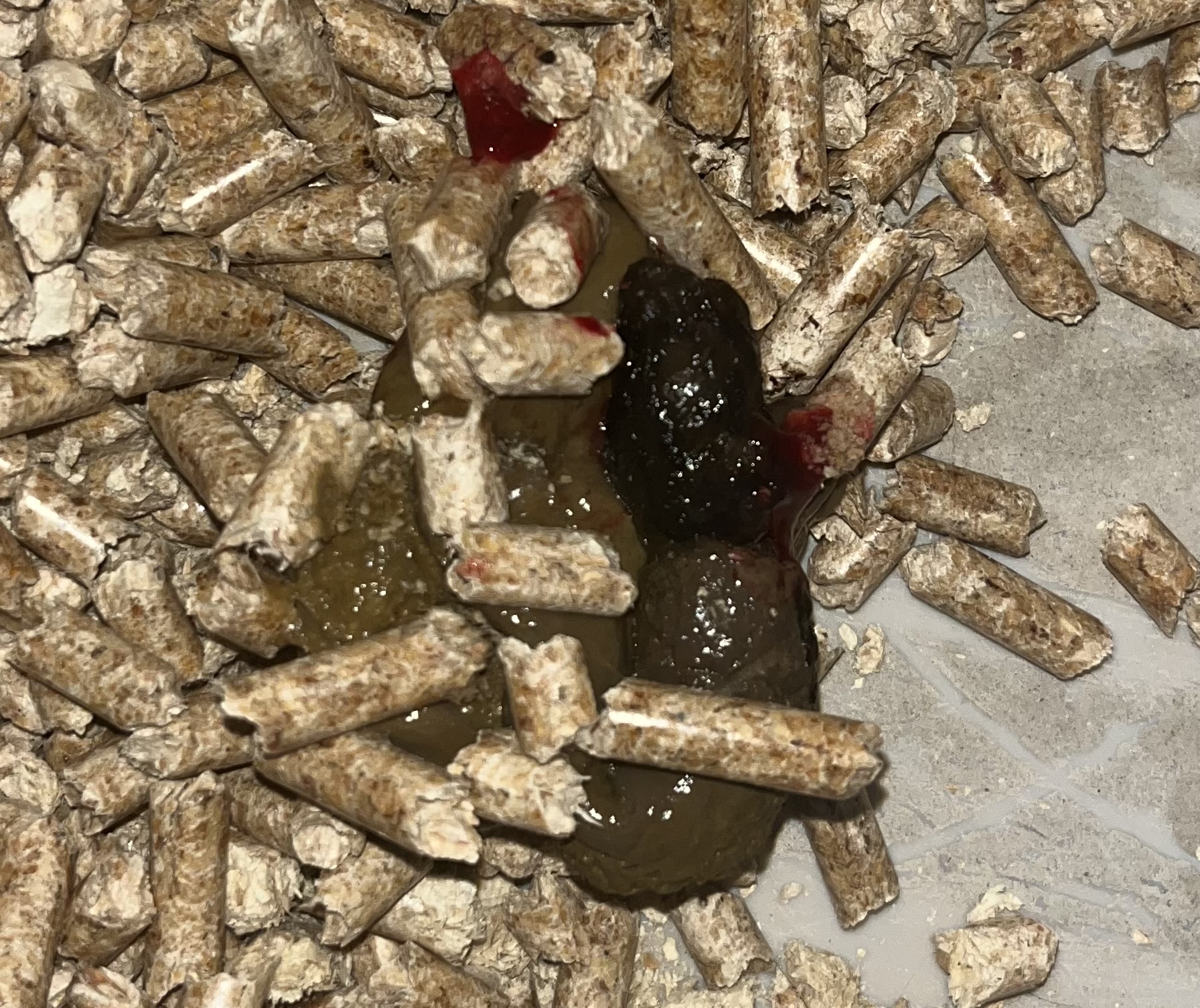 Blood in Cat’s Stool TheCatSite