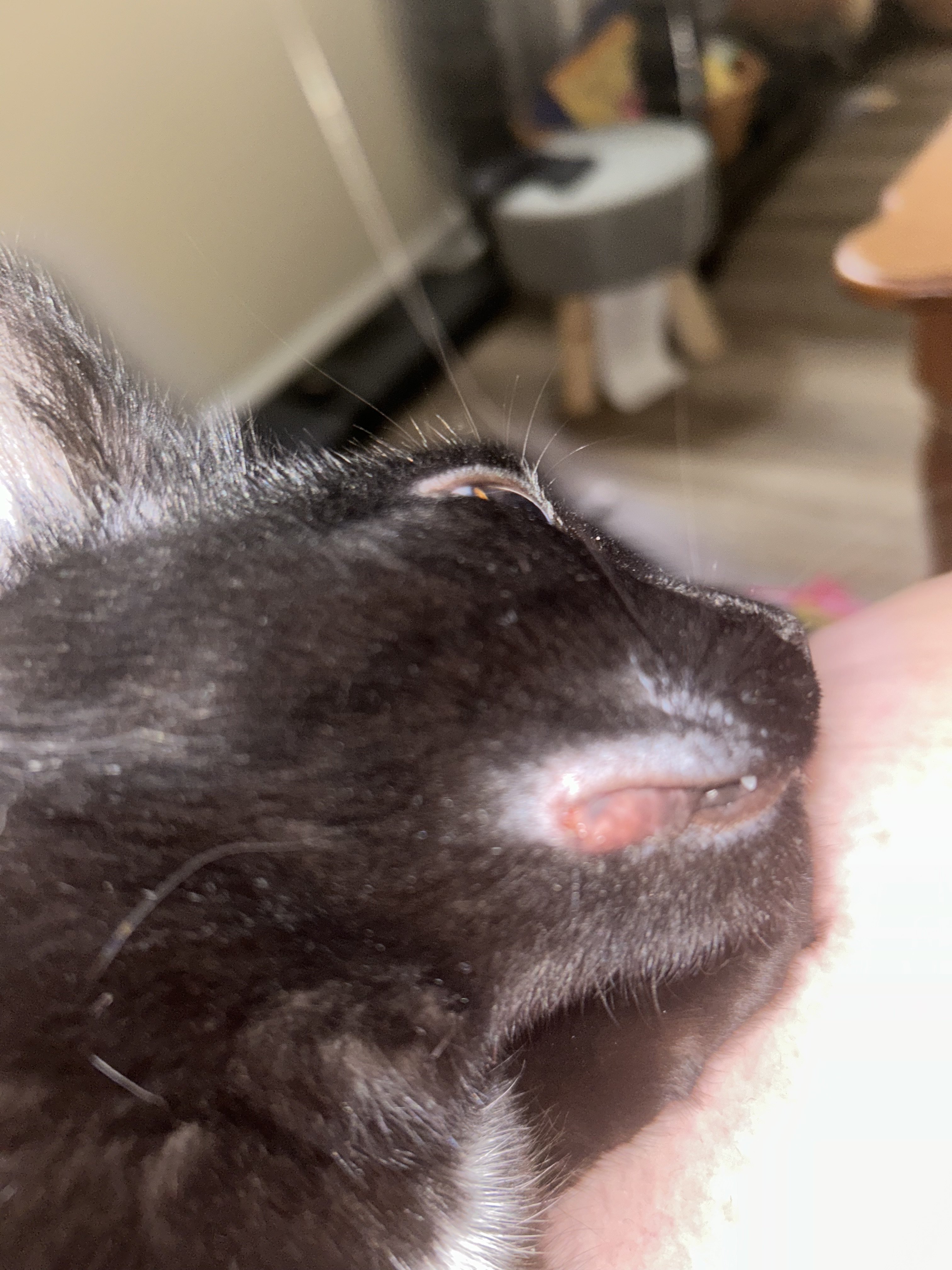 my 7mo cat has a sore on his mouth? TheCatSite