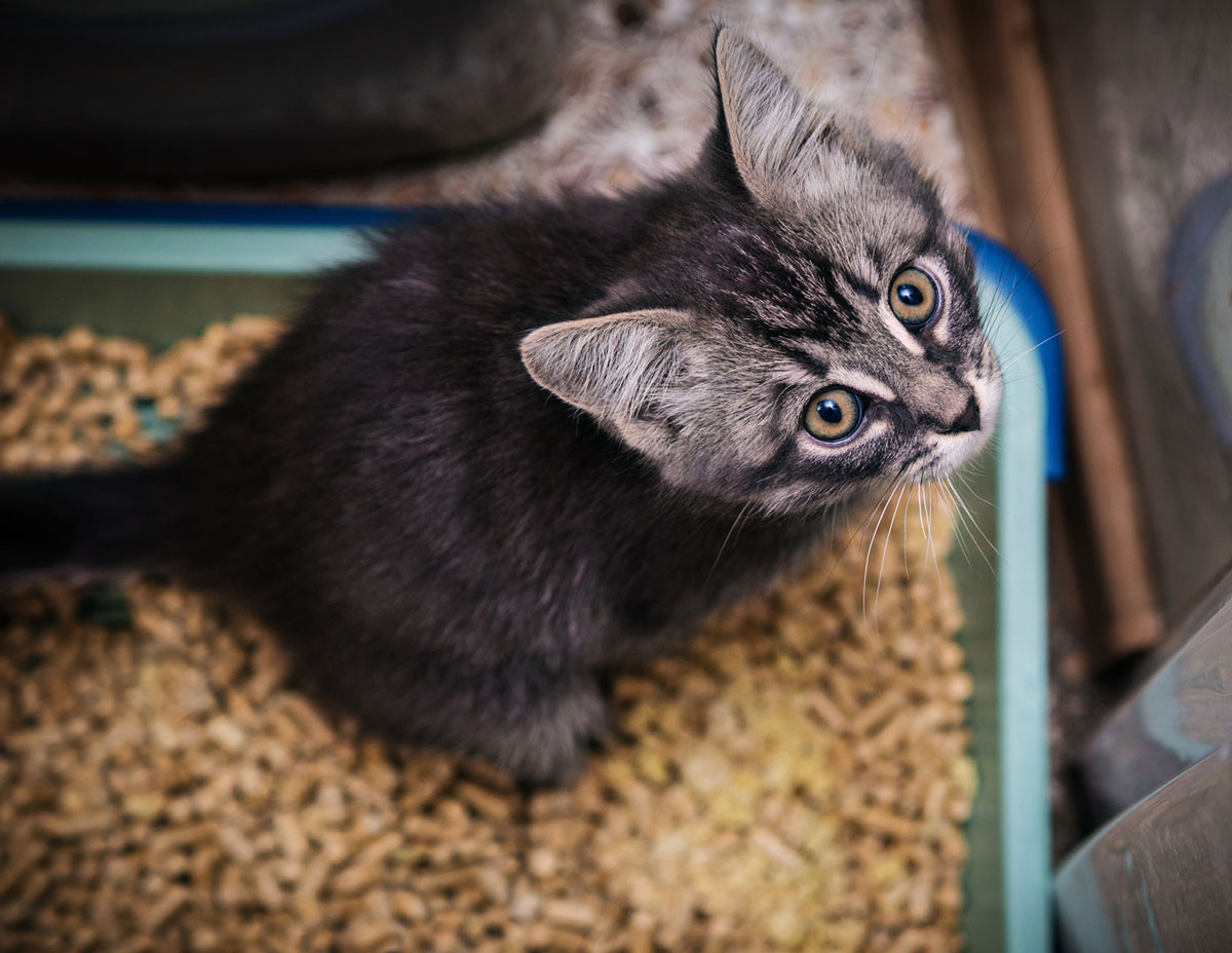 How To Train Kittens To Use The Litter Box TheCatSite