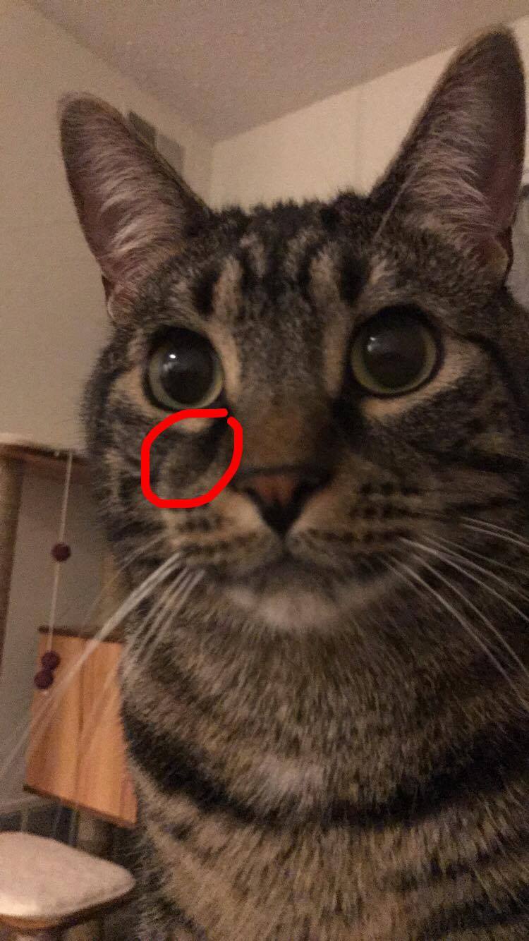 Lump Under My Cat's Right Eye And Next To His Nose? Pictures. TheCatSite