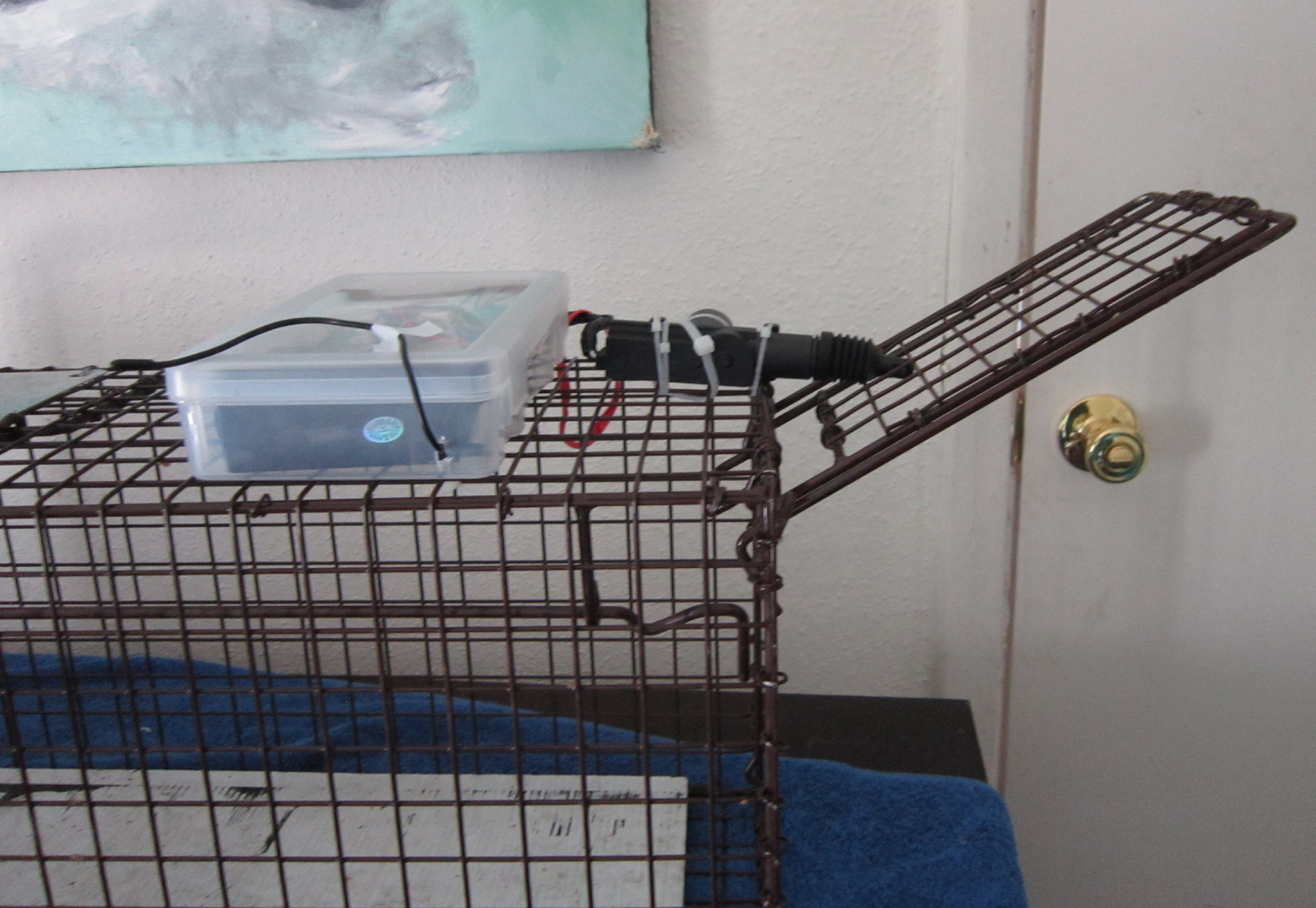 Just Need Help TheCatSite