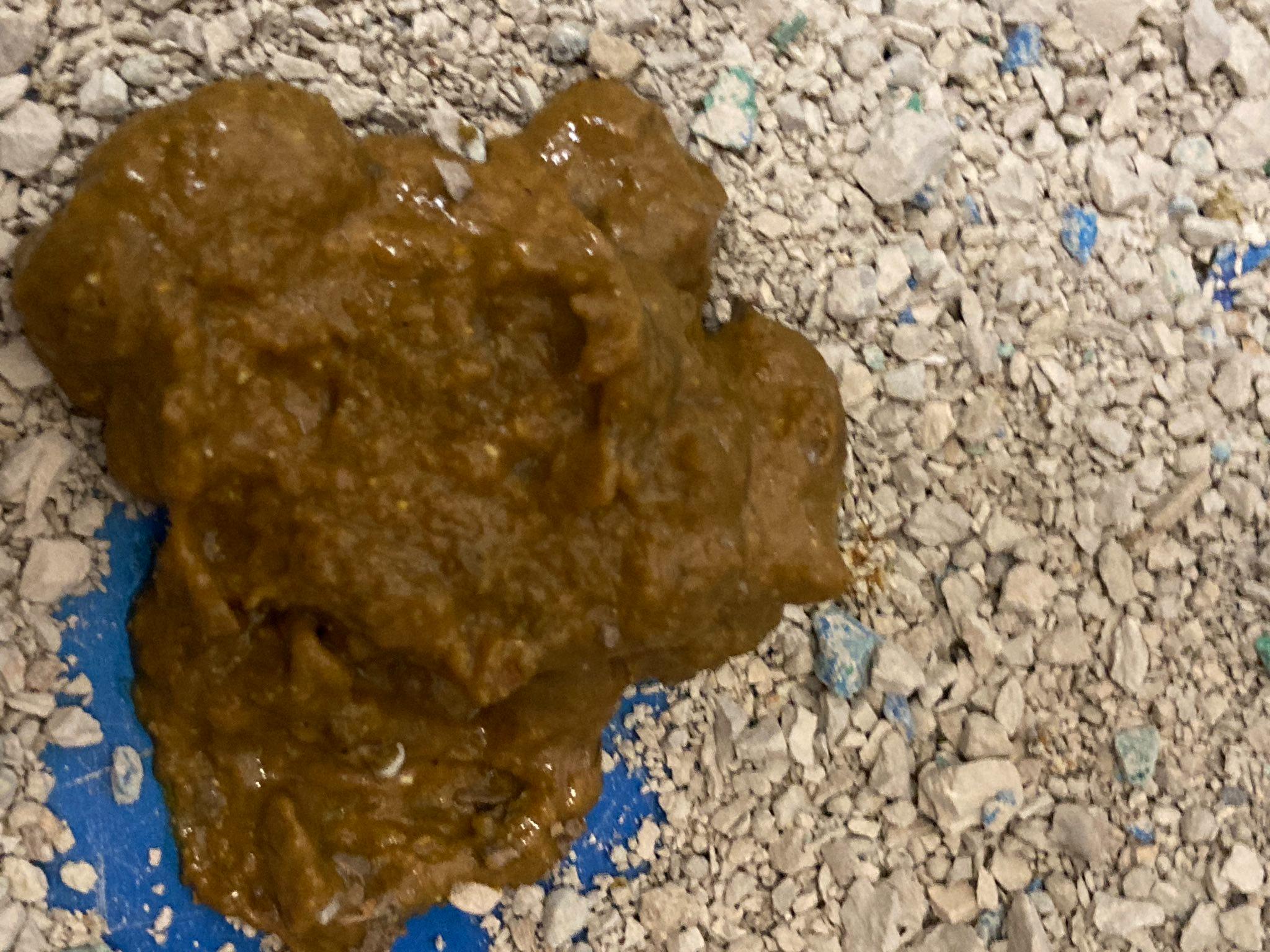 White Specks In Cat Poop