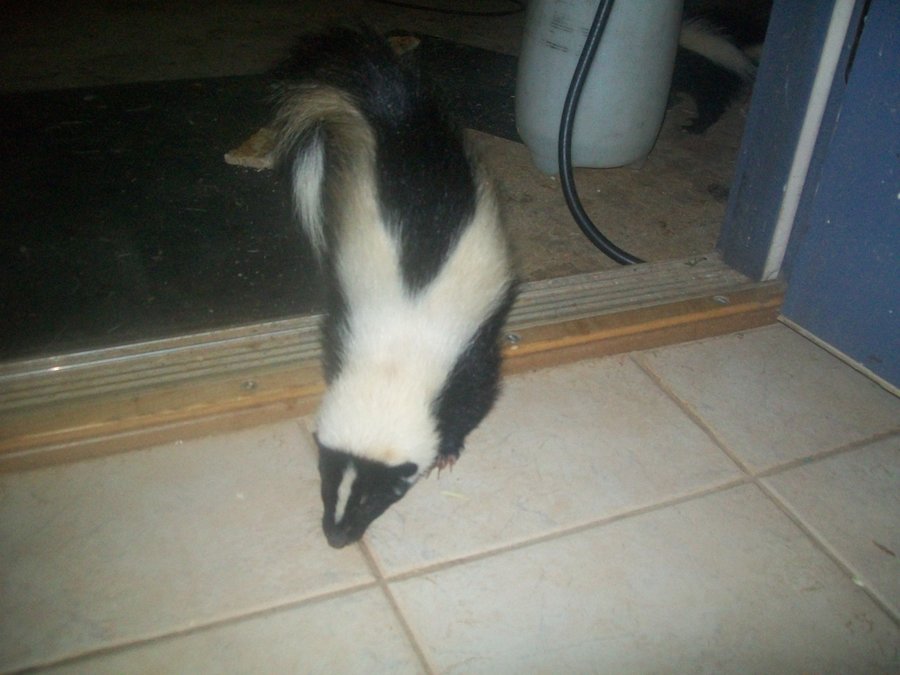 Cat Sprayed By A Skunk? Here's What You Need To Know TheCatSite